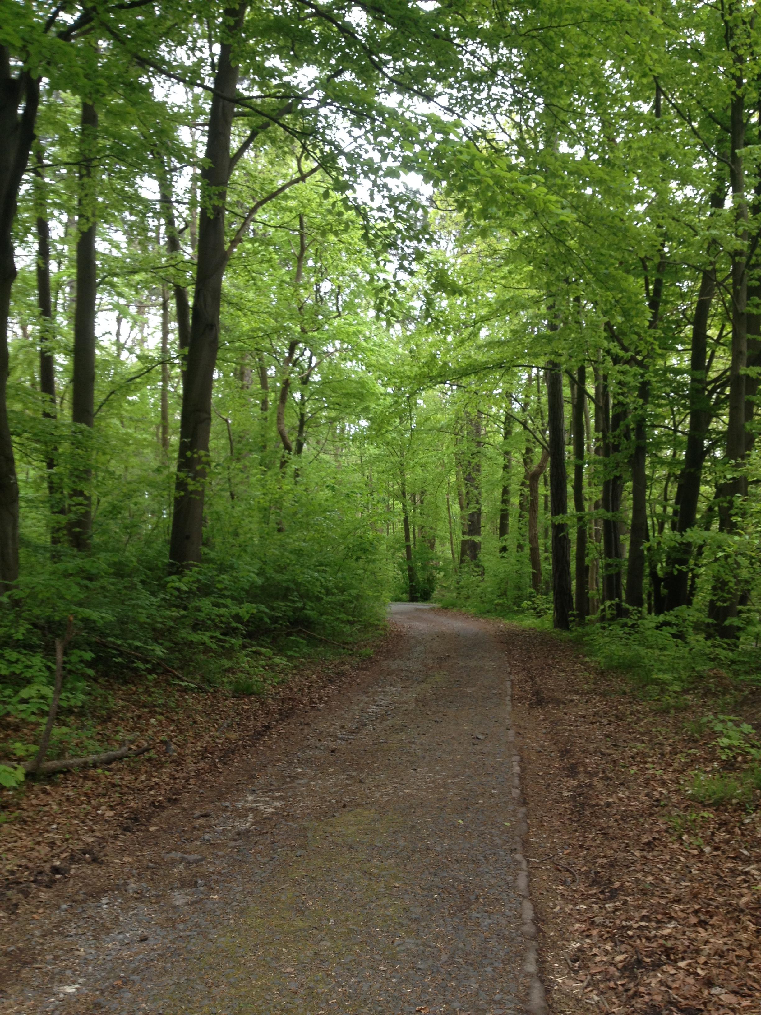Waldweg im Frühjahr