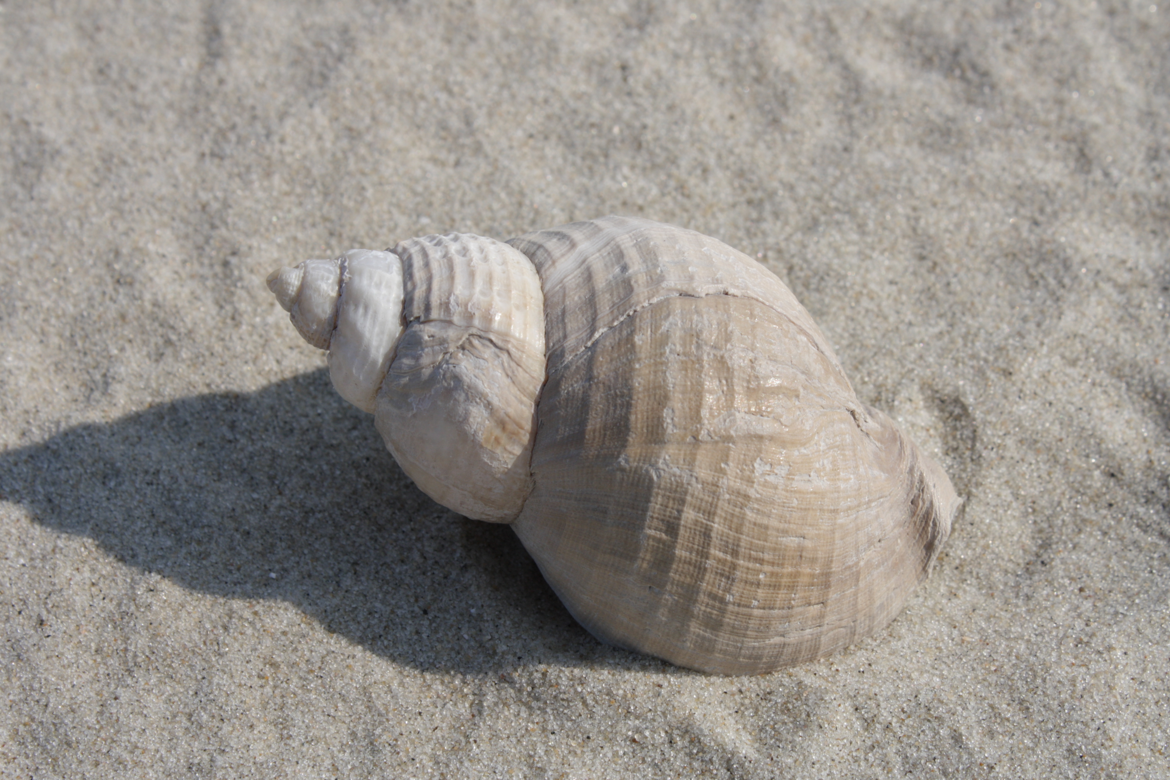 Das Foto zeigt das Schneckenhaus einer Wellhornschnecke.