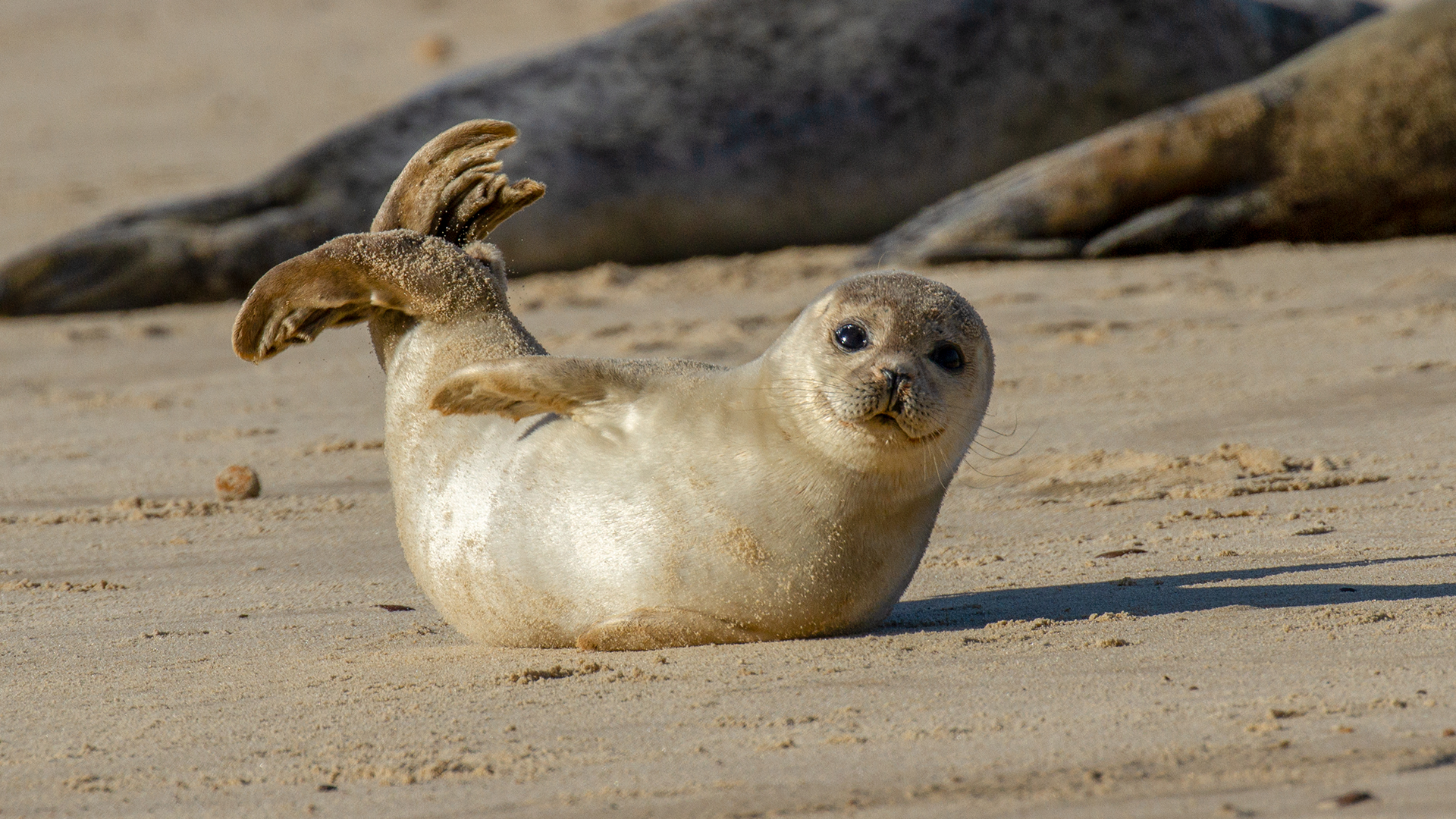Ausflugsfahrt: Seehunde am Osterhook