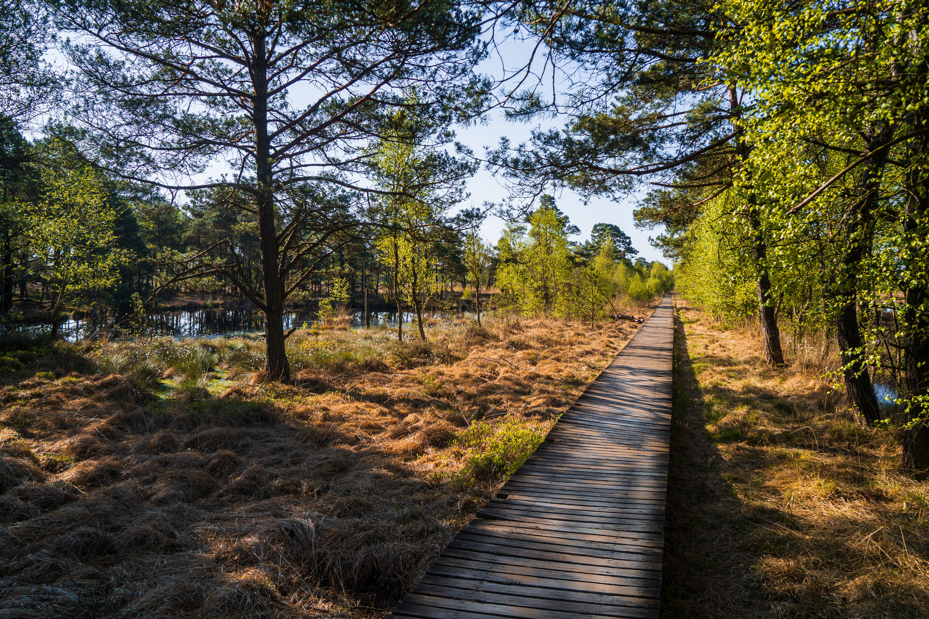 Wanderung Pietzmoor