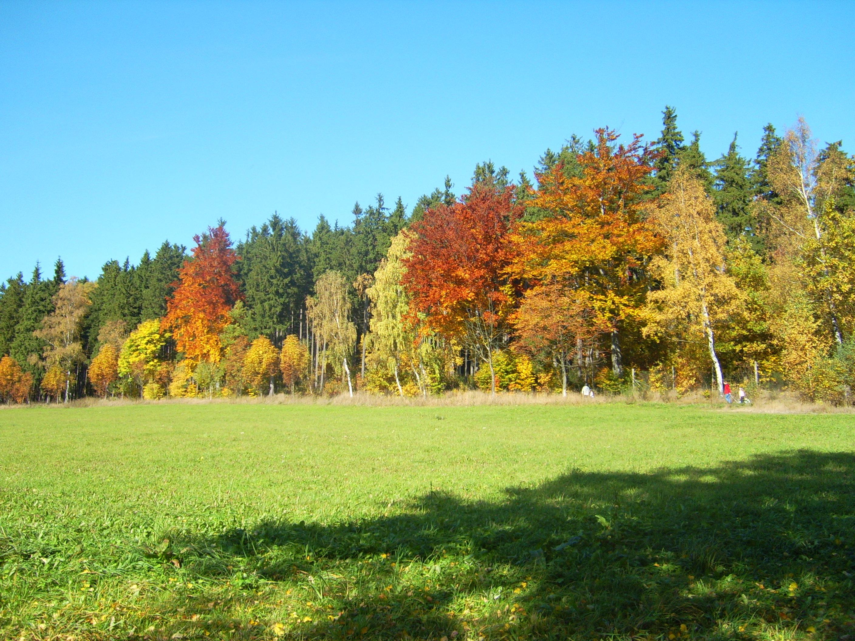 Ferienhaus Am Wald