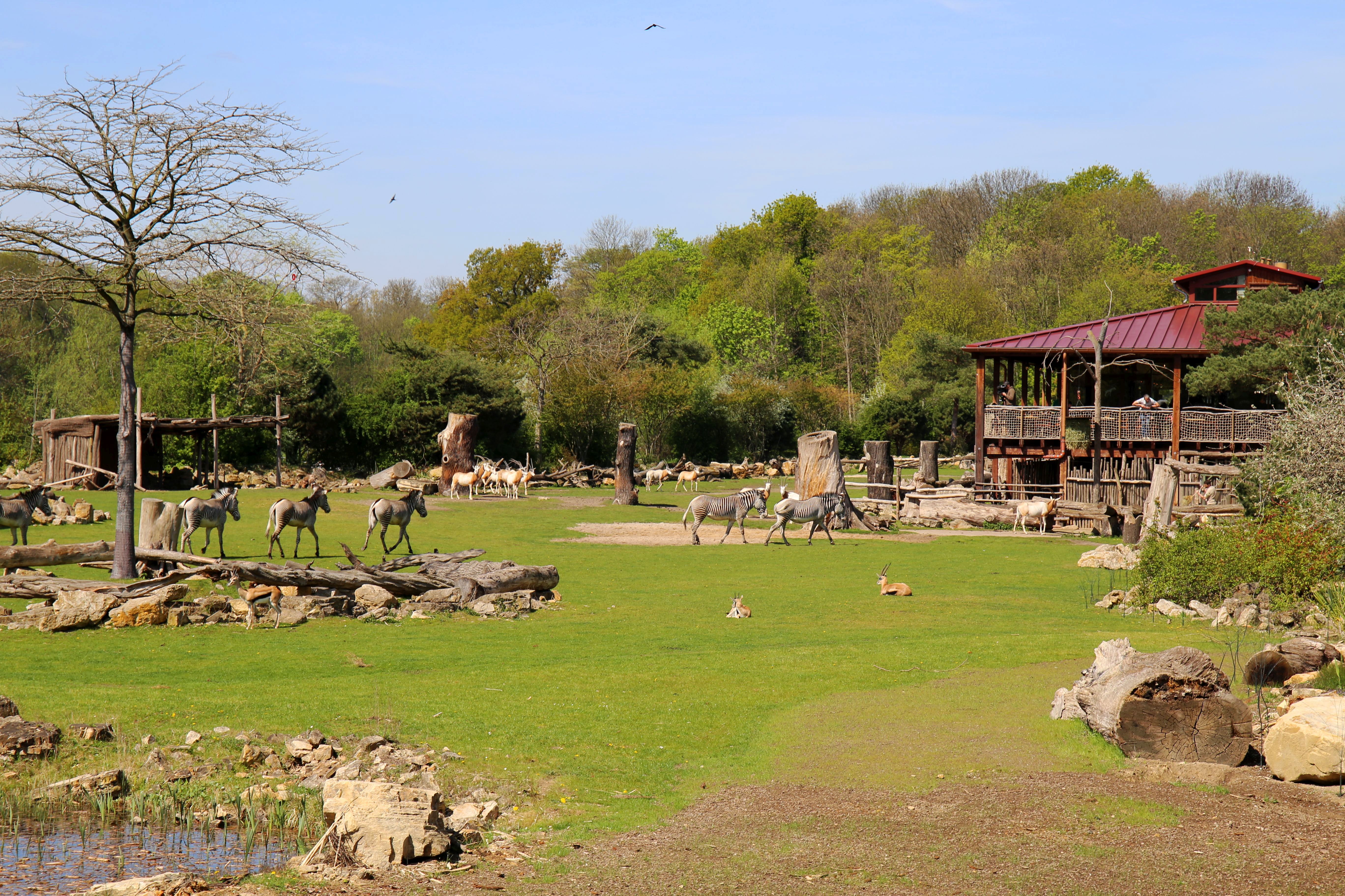 Kiwara Lodge im Zoo Leipzig – Motiv
