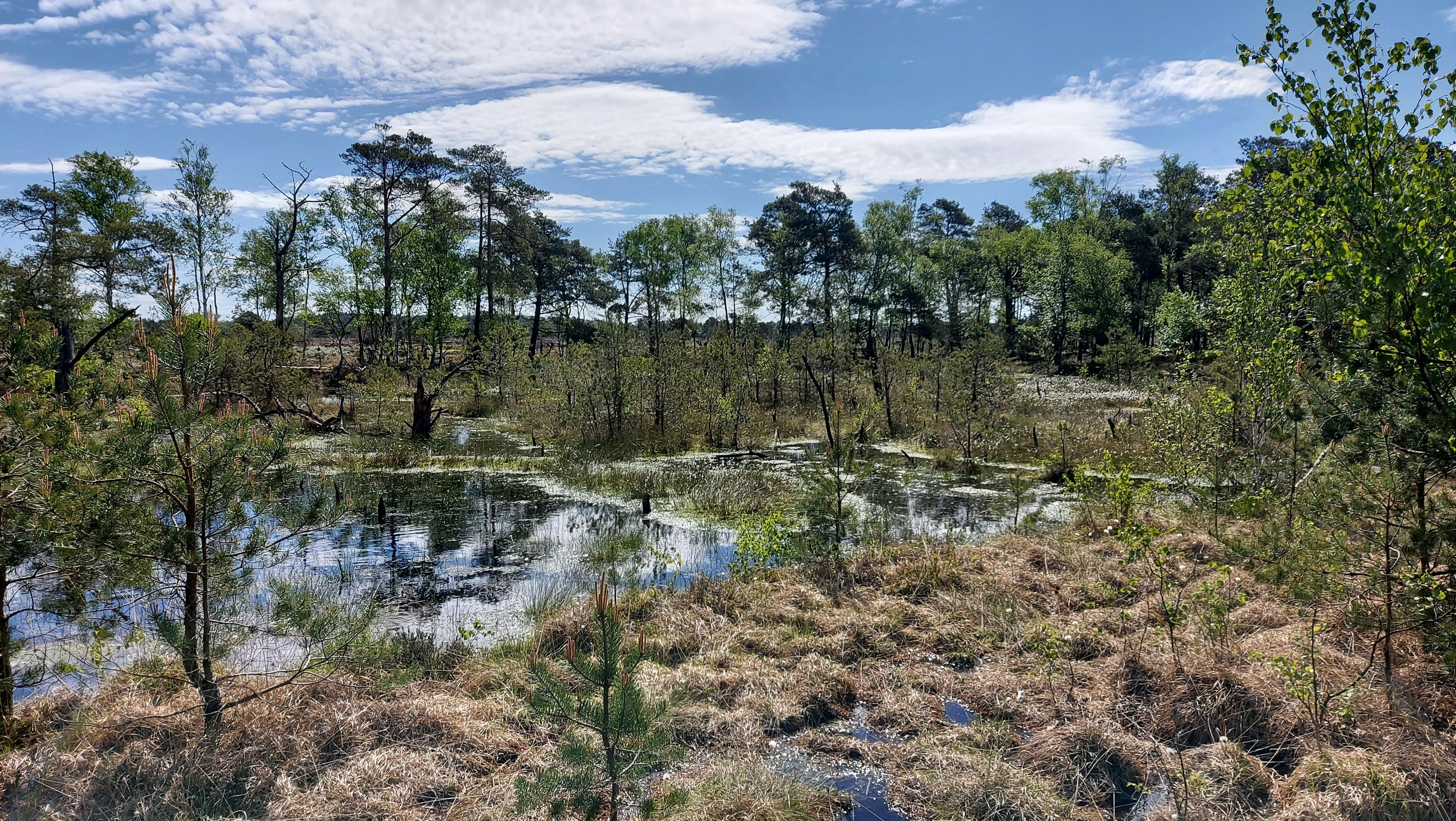 Pietzmoor