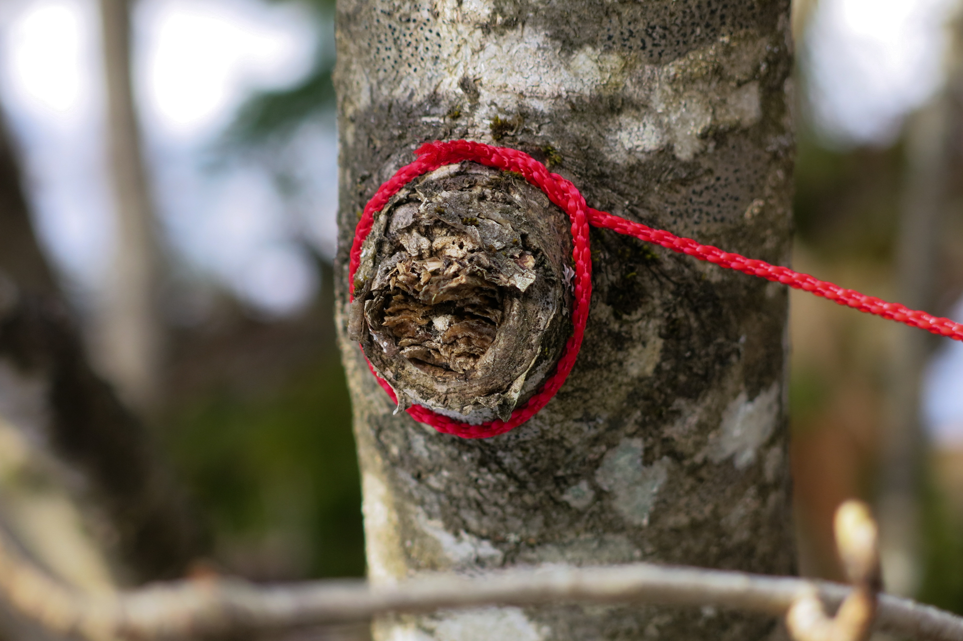 Kunst Natur Retreat im Wald