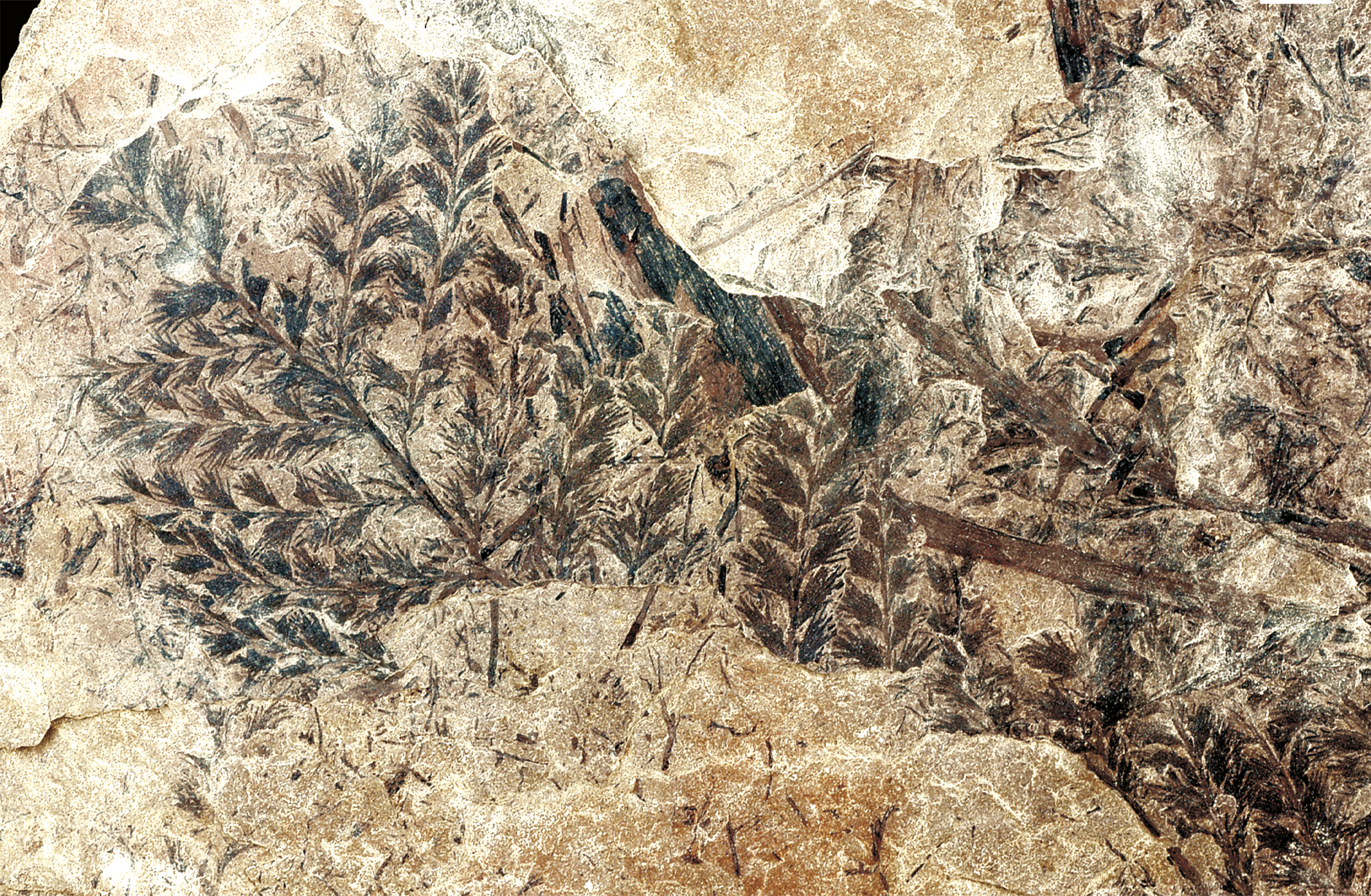 Die ersten Wälder – und wie es dazu kam | Vortrag von Prof. Dr. Michael Krings (München)