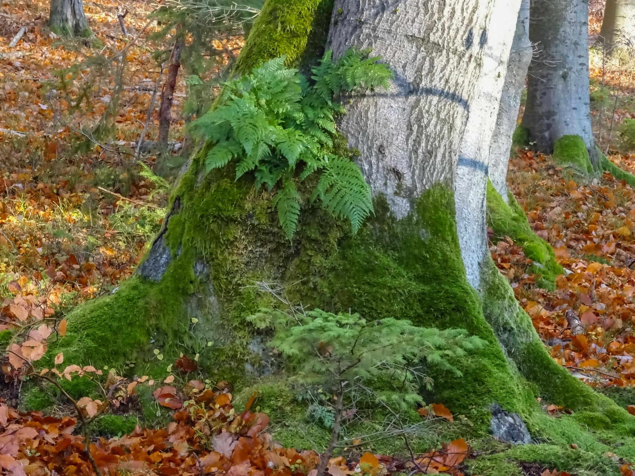 -ABGESAGT- Waldbewirtschaftung und Baumzeichen
