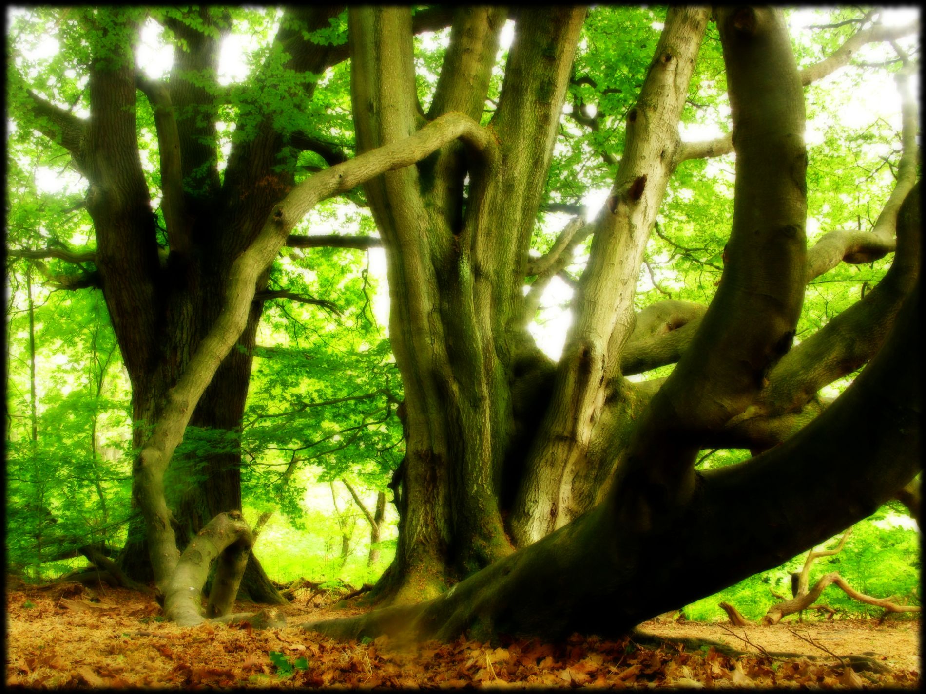 Fotokurs Märchenhafte Urwälder im Reinhardswald