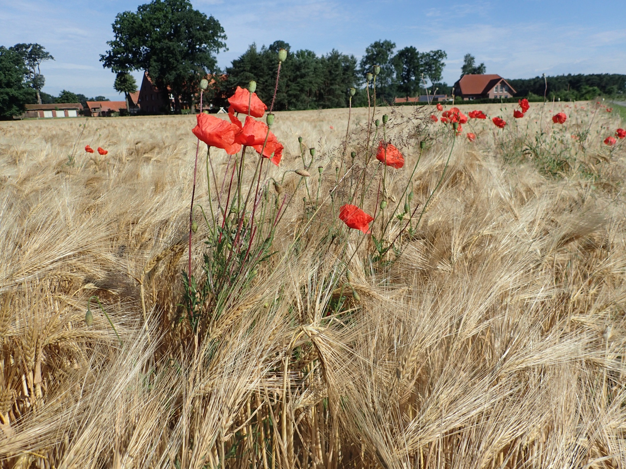 Rundtour Neuenkirchen