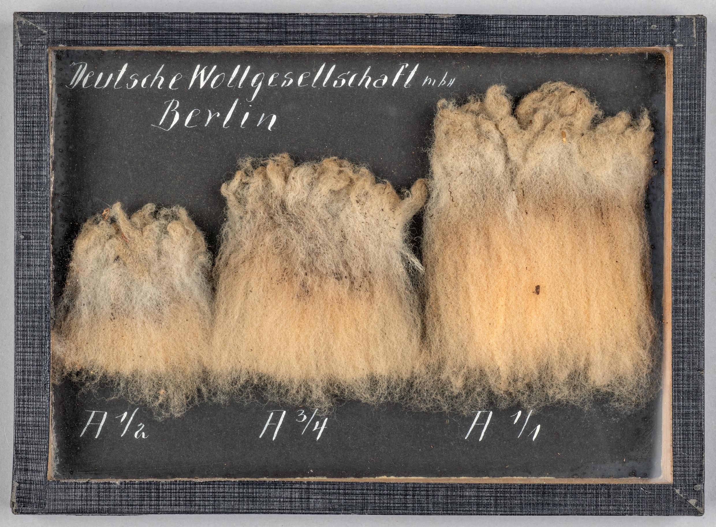 Wollproben der Deutschen Wollgesellschaft, 1919