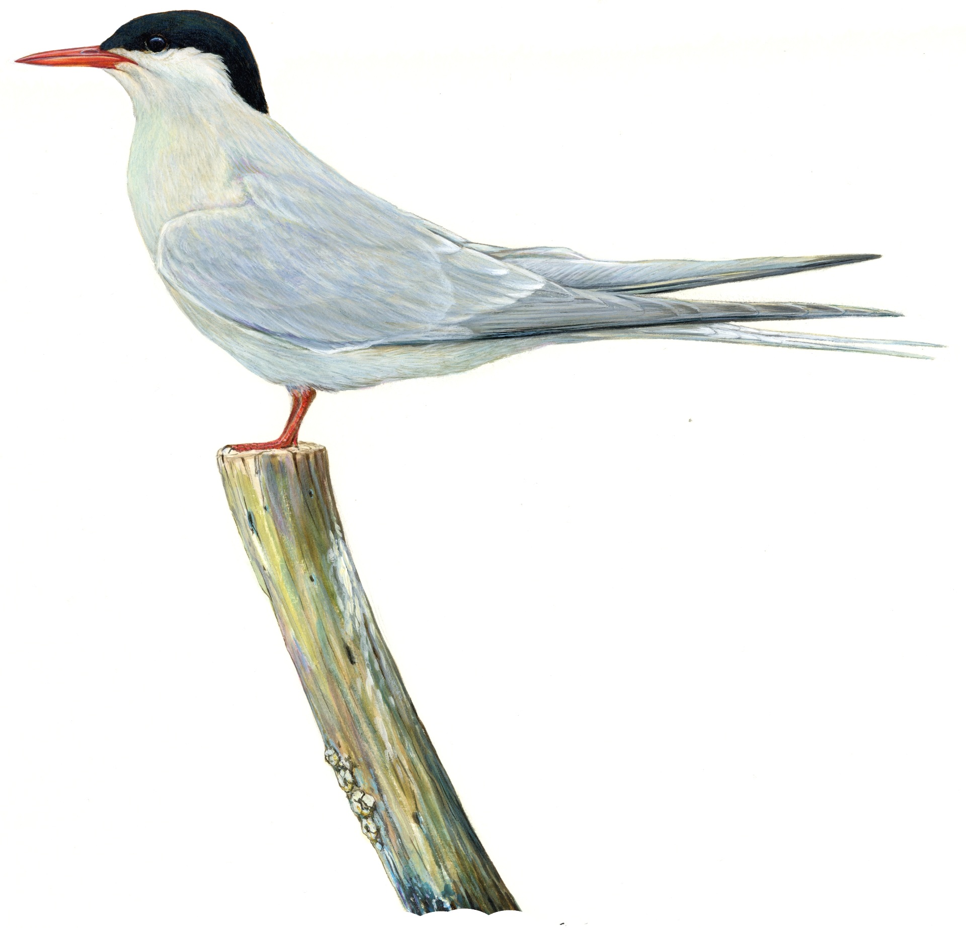 Die Küstenseeschwalbe ist ein typischer Zugvogel im Wattenmeer.