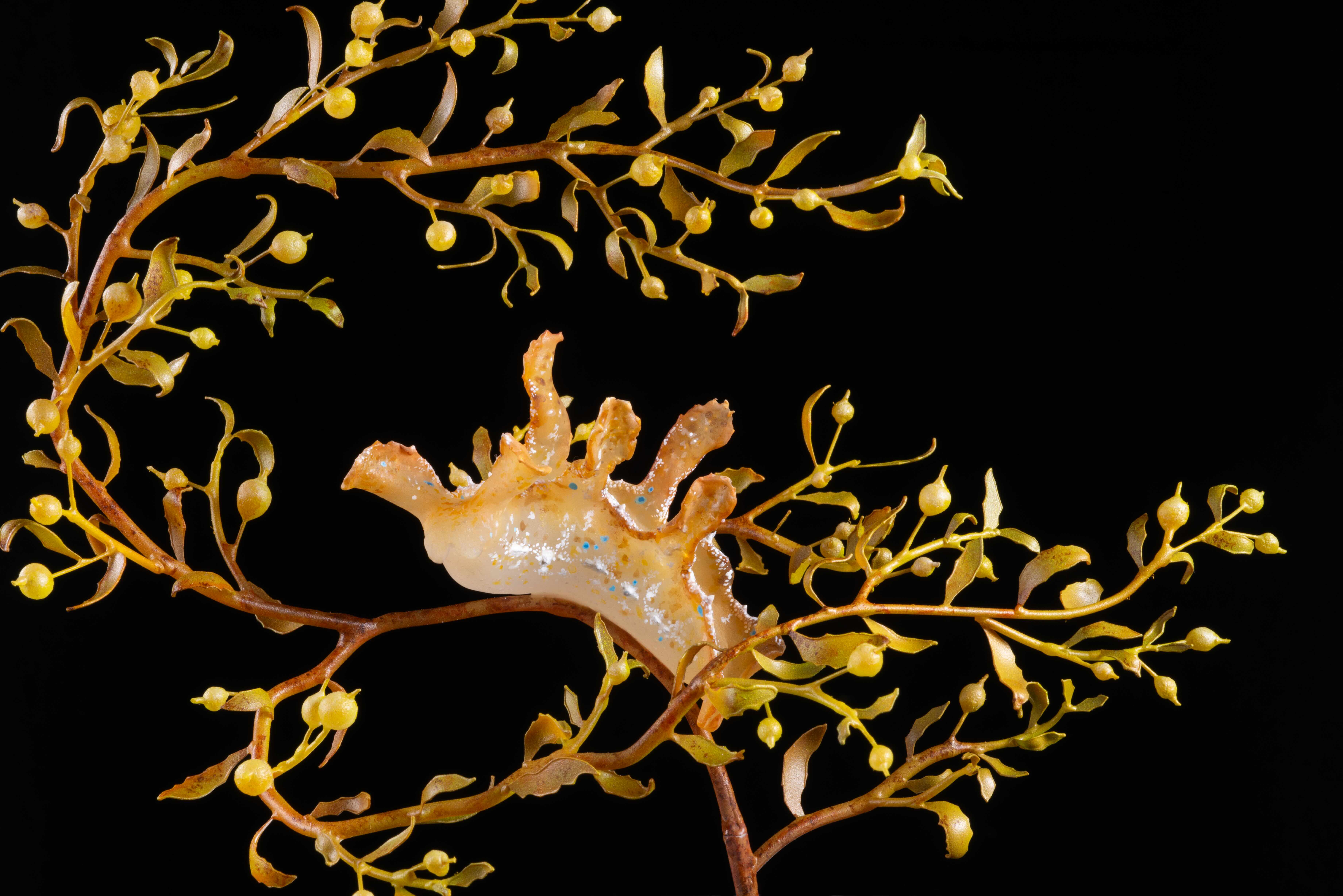 Sargassum - Fluch und Segen