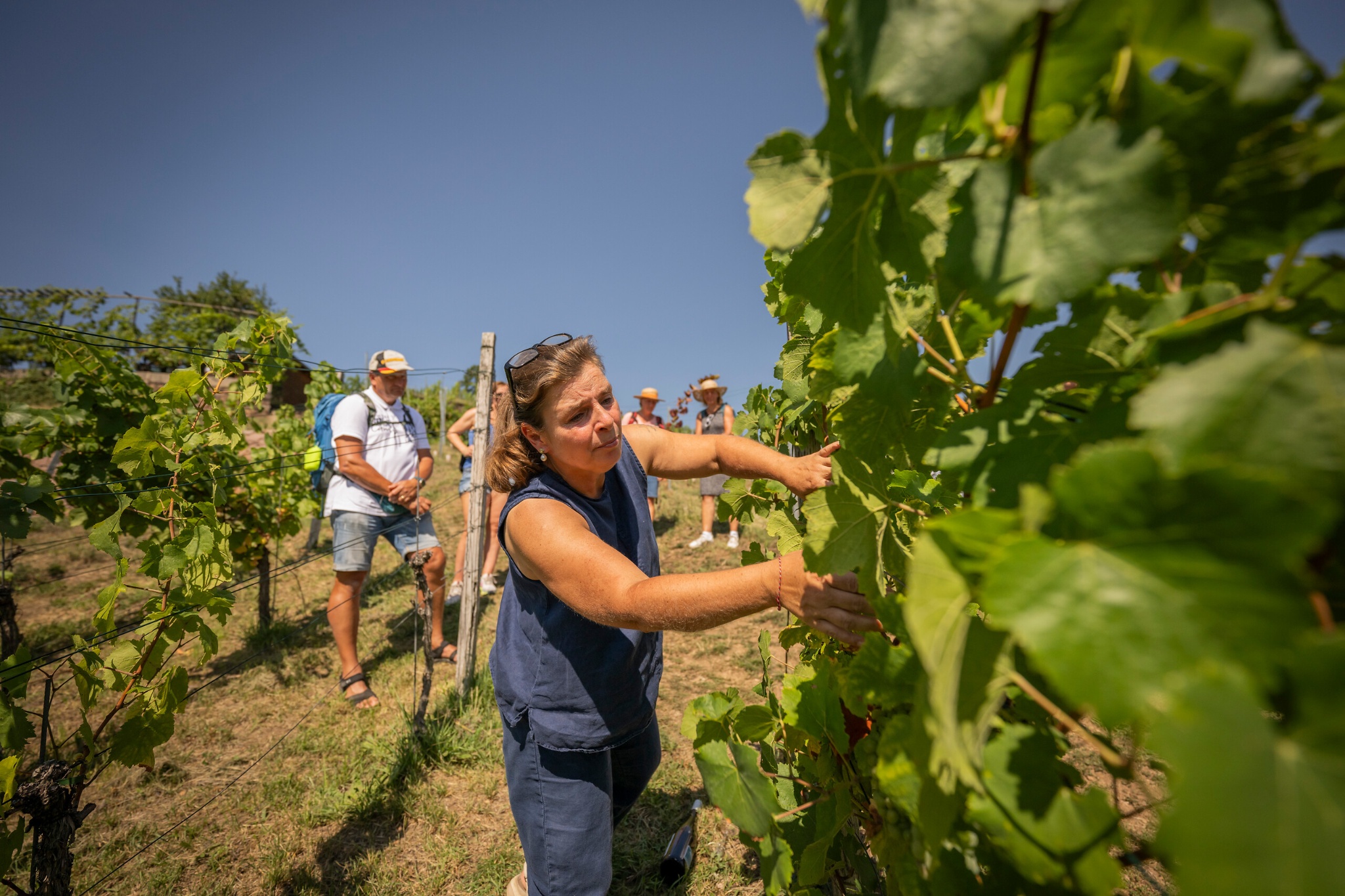 Weingut Mariaberg – Motiv