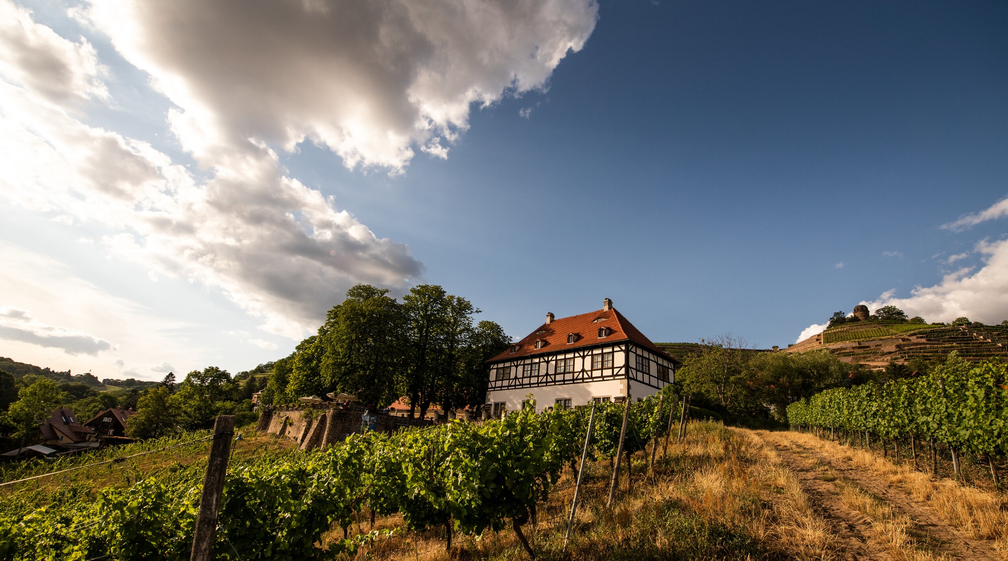 Weingut Hoflößnitz – Motiv