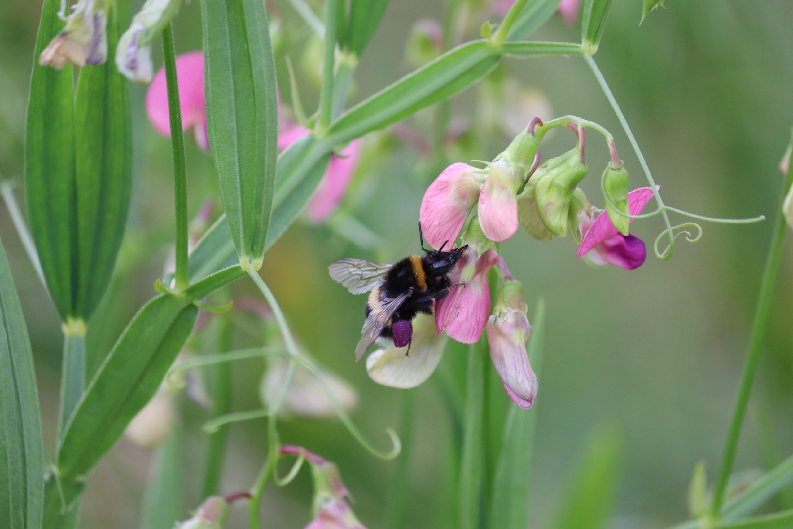 Hummel