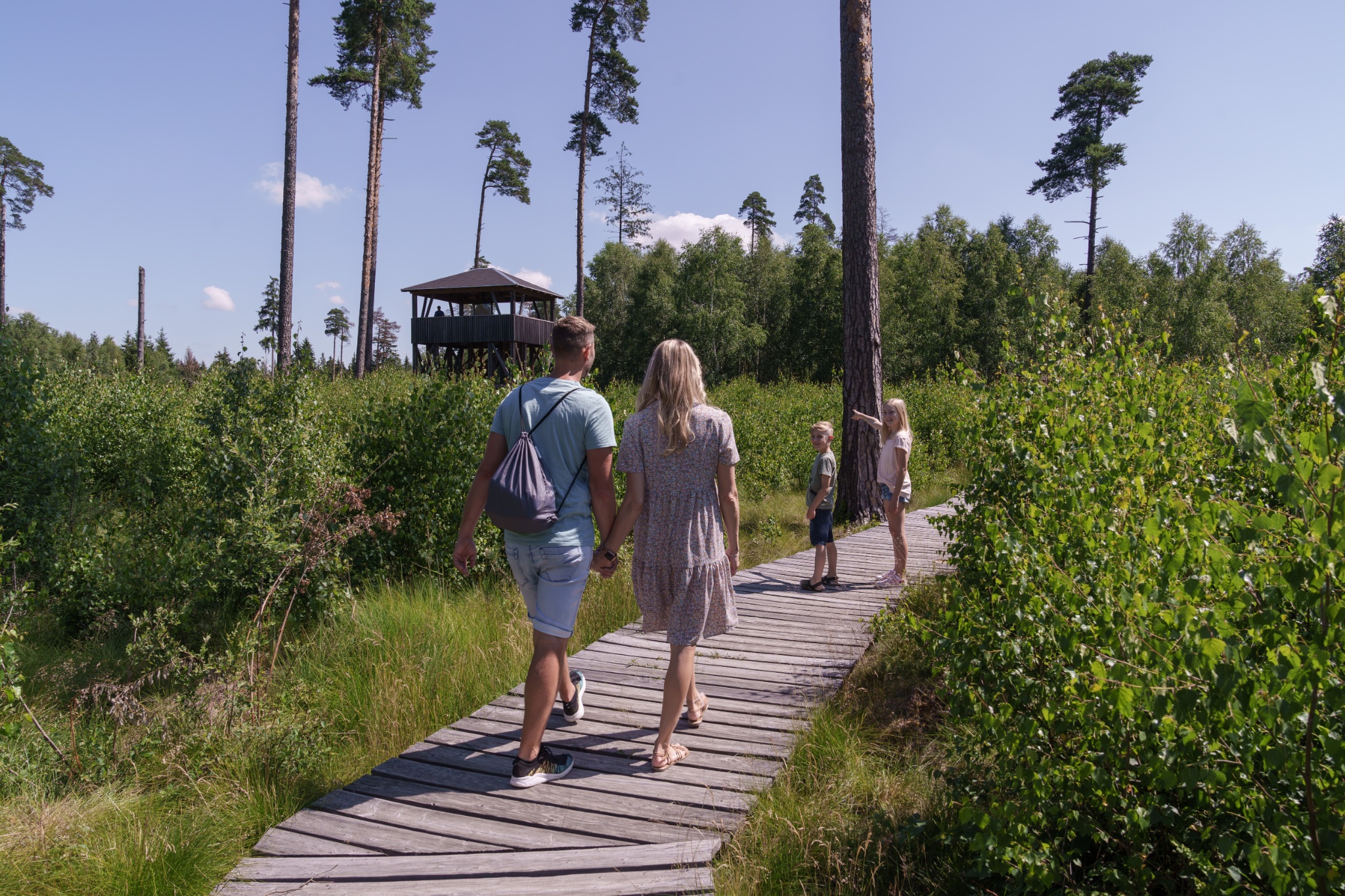 Moorerlebnispfad im Pöllwitzer Wald – Motiv