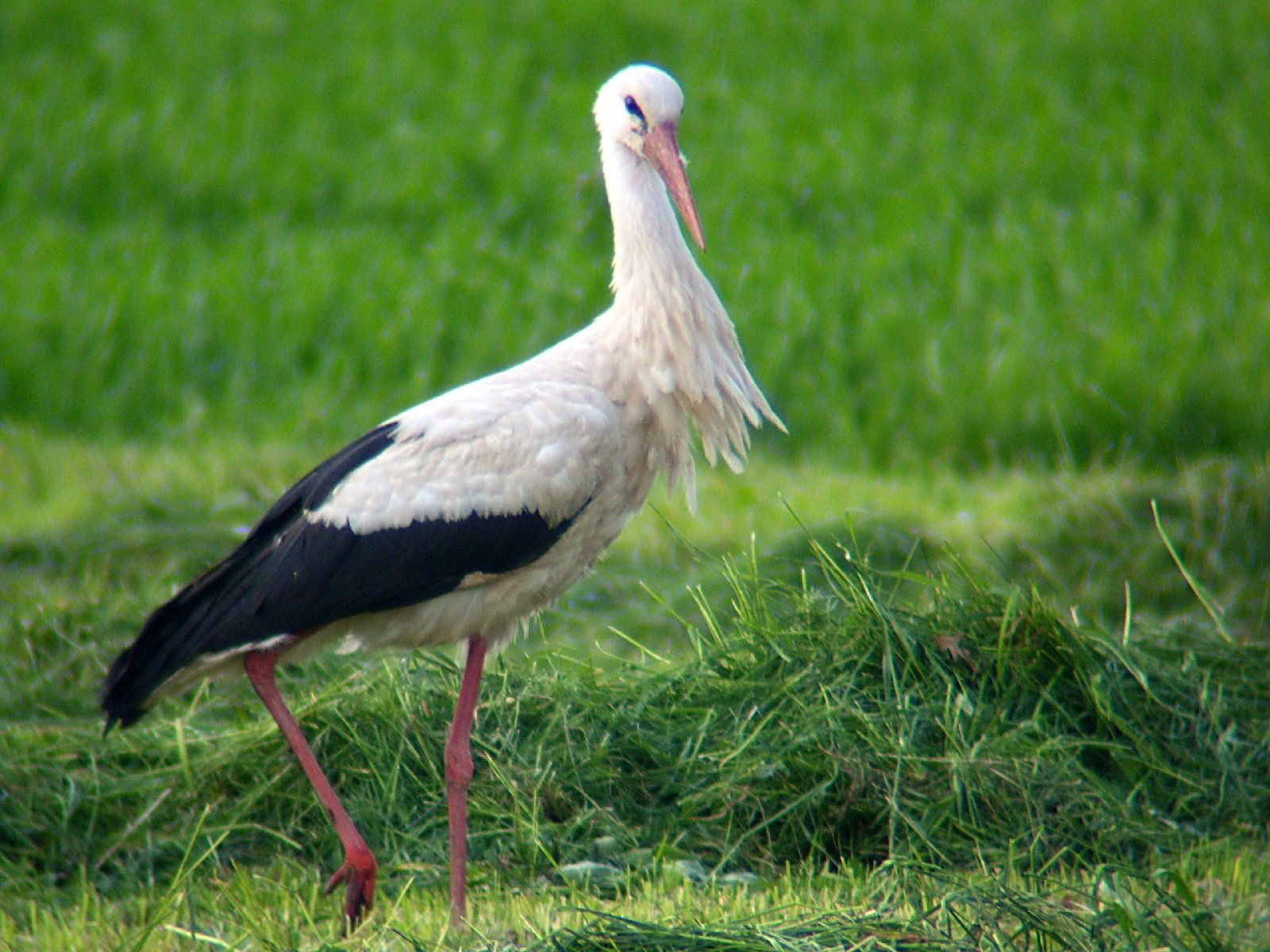 Zu den Wildvögeln am Leinepolder Salzderhelden