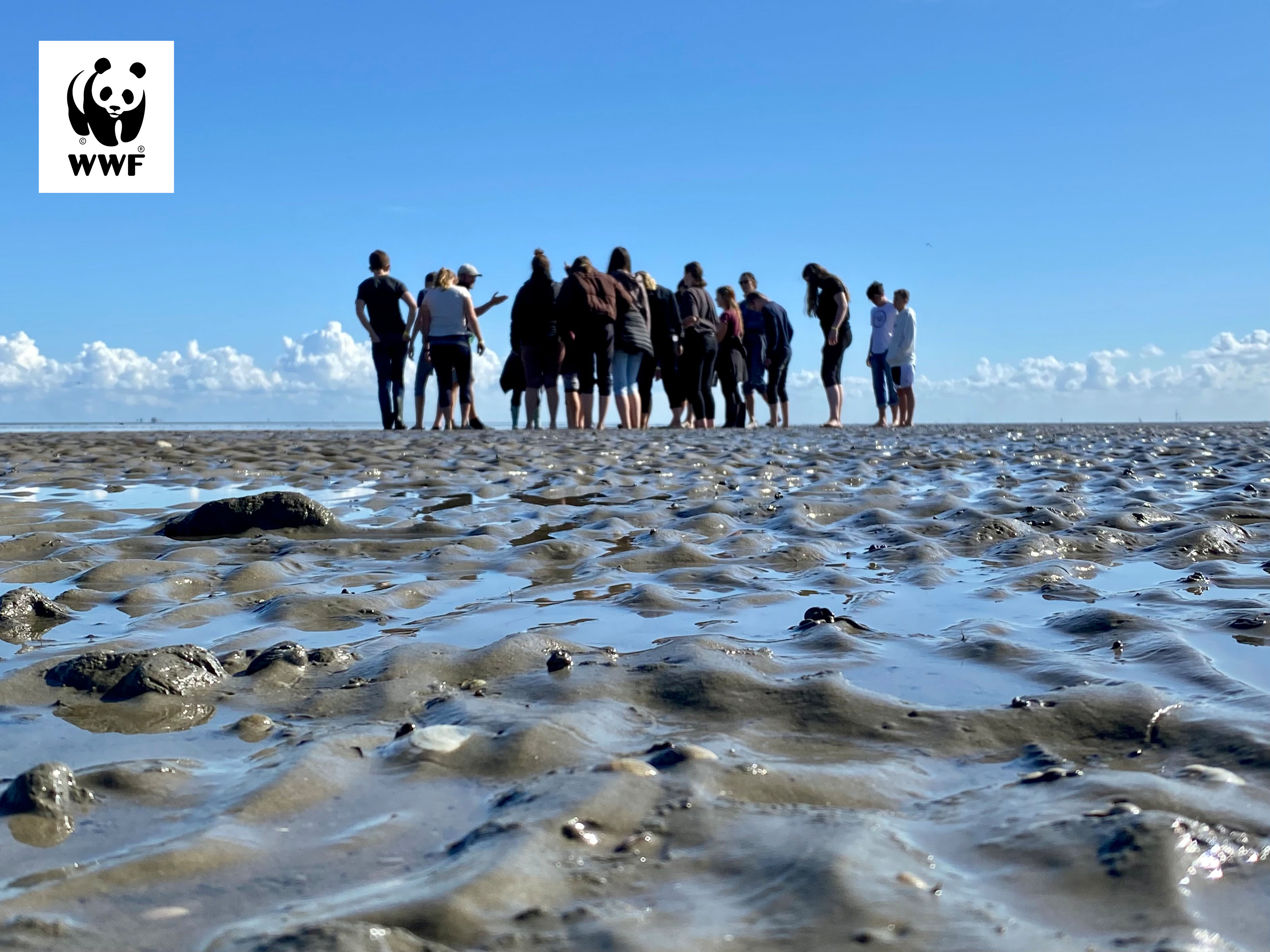 Watt-Tour f&uuml;r kleine und gro&szlig;e Forscher:innen - Wattwanderung mit dem WWF
