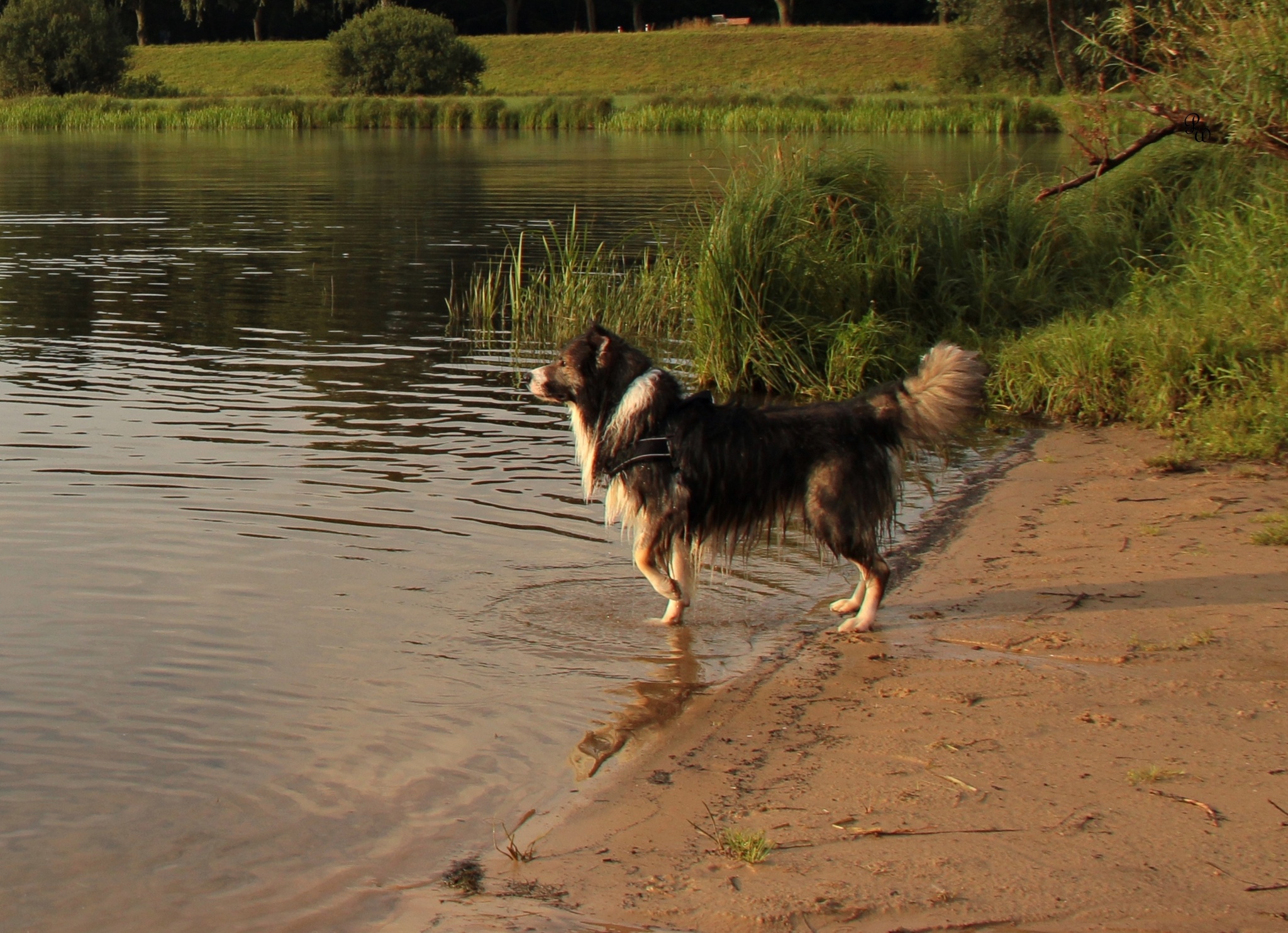 Hundebadestrand am Gartower See