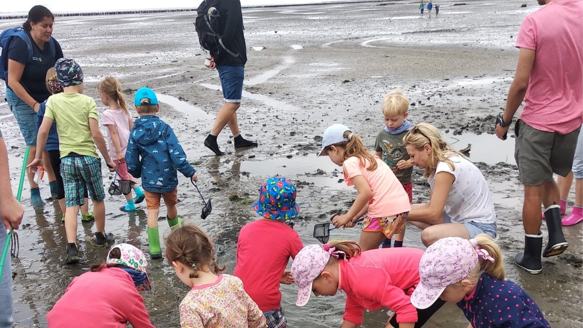 Viele Kinder buddeln im Watt mit Schaufeln und Keschern bei einer Kinderwatt-Tour im Wattenmeer.