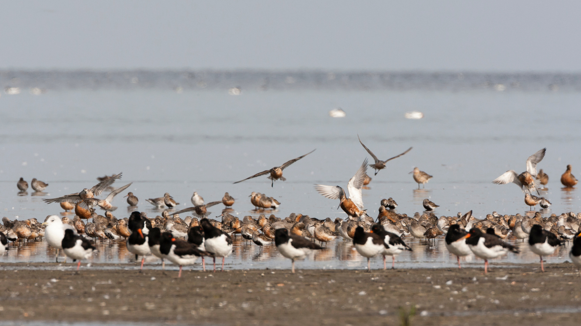 &raquo;Airport Wattenmeer&laquo; - Zugv&ouml;gel entdecken