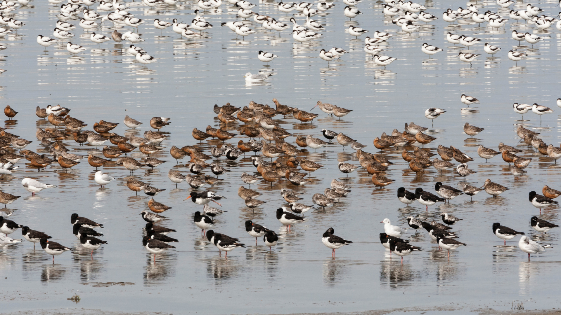 Verschiedene Watvögel stehen im seichten Wasser der Nordsee.