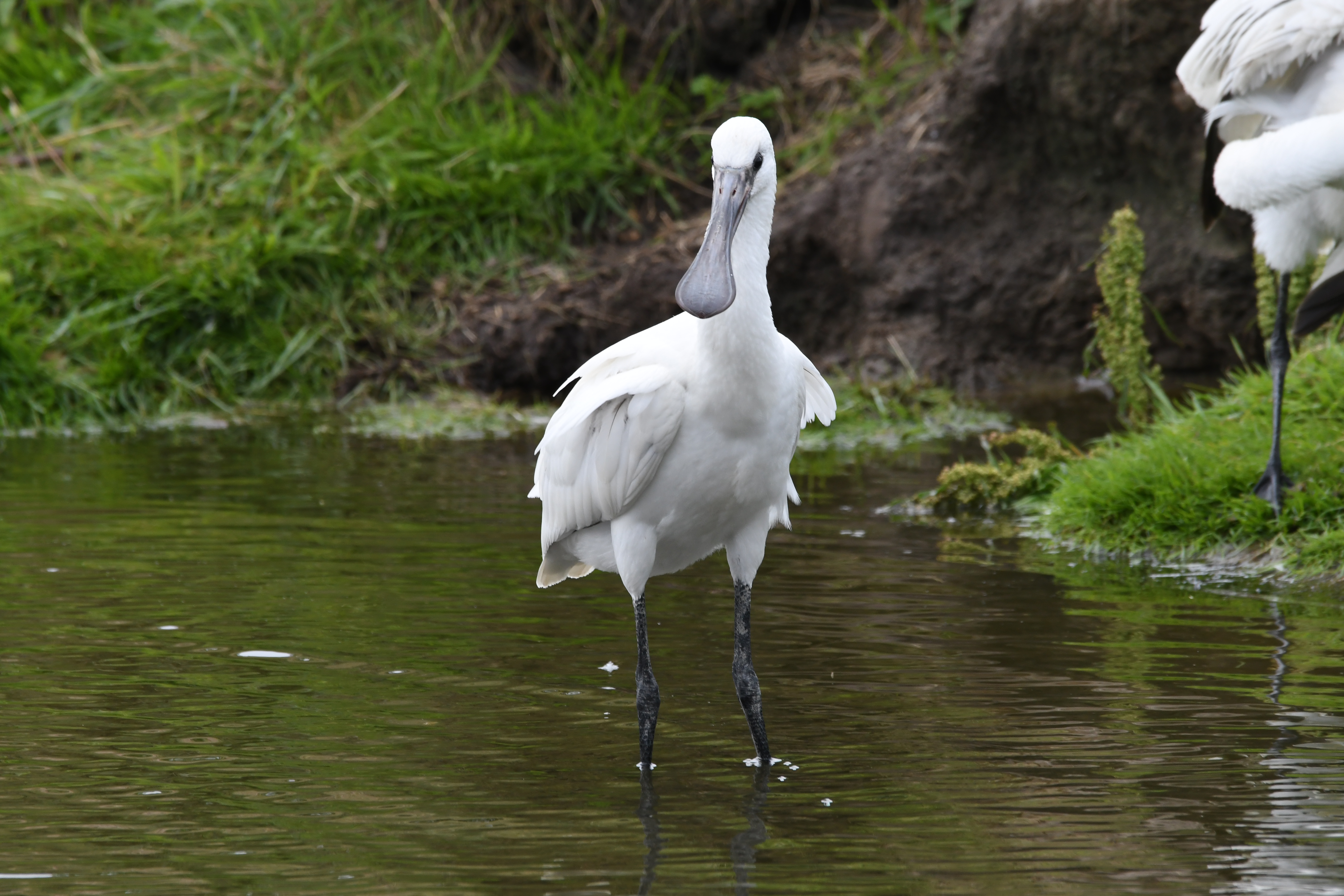 Ein Löffler steht im Wasser