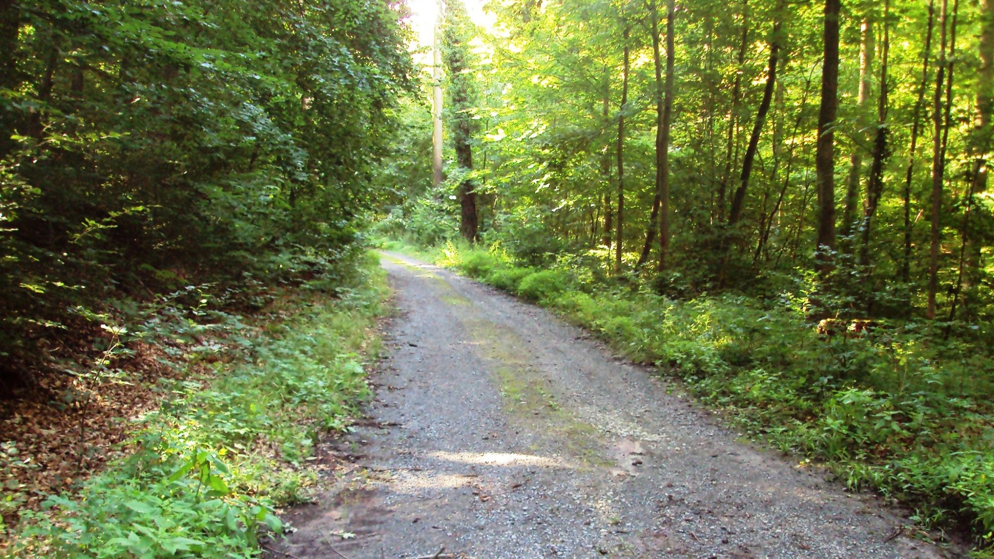 Waldweg südlich von Osterlinde