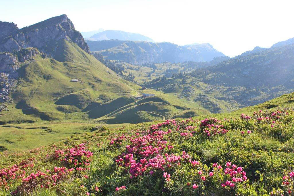 view from the Stierenberg with alpine roses 