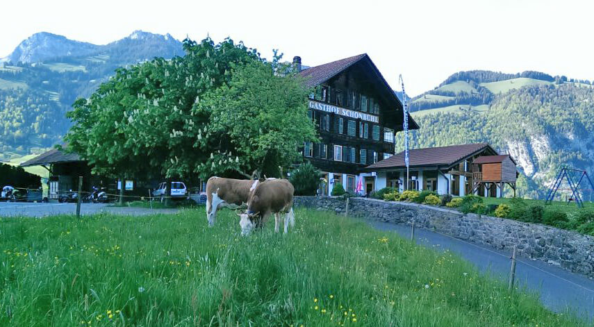 Restaurant Schönbühl mit Kühen