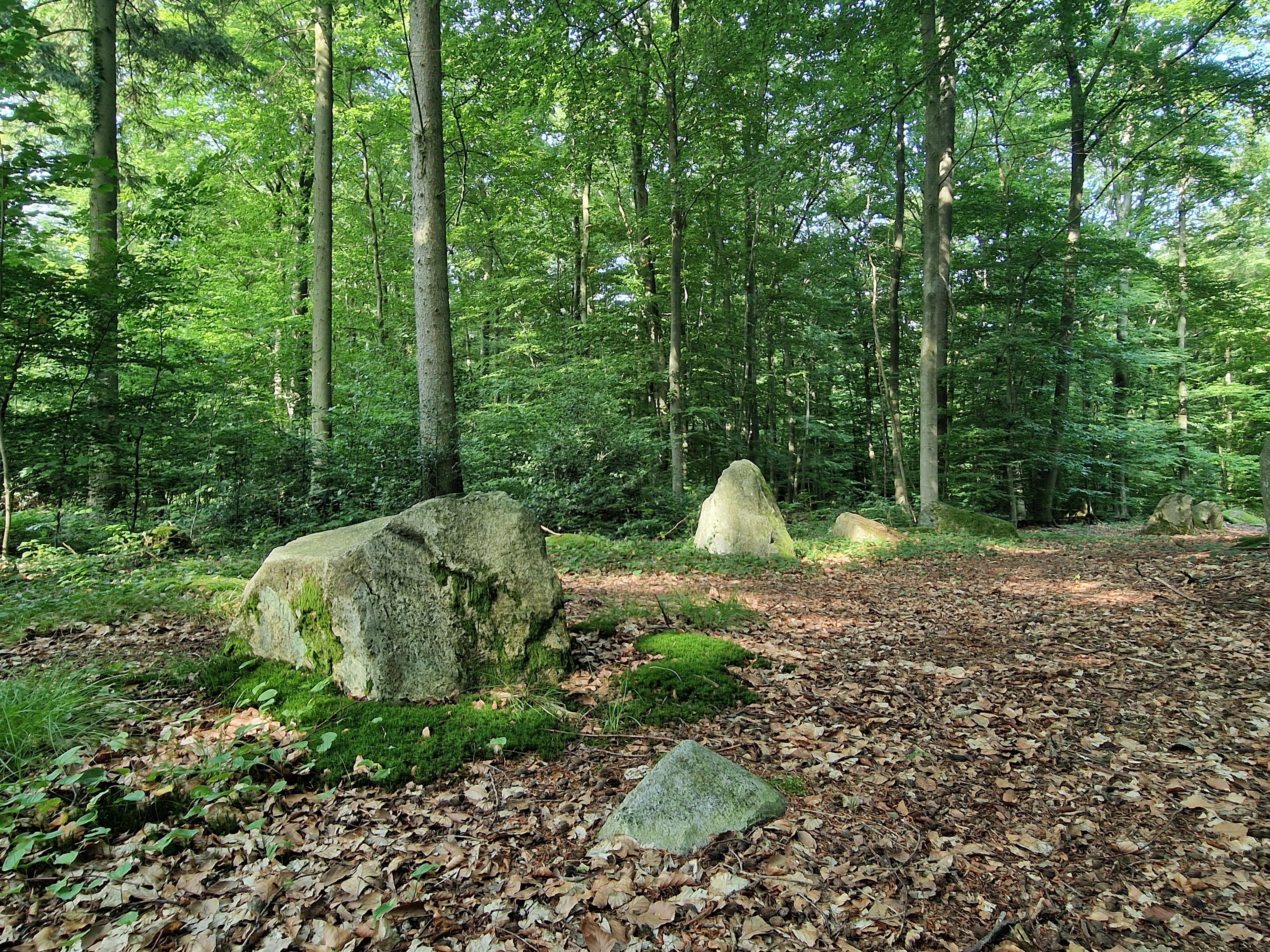Wanderweg Schieringer Forst