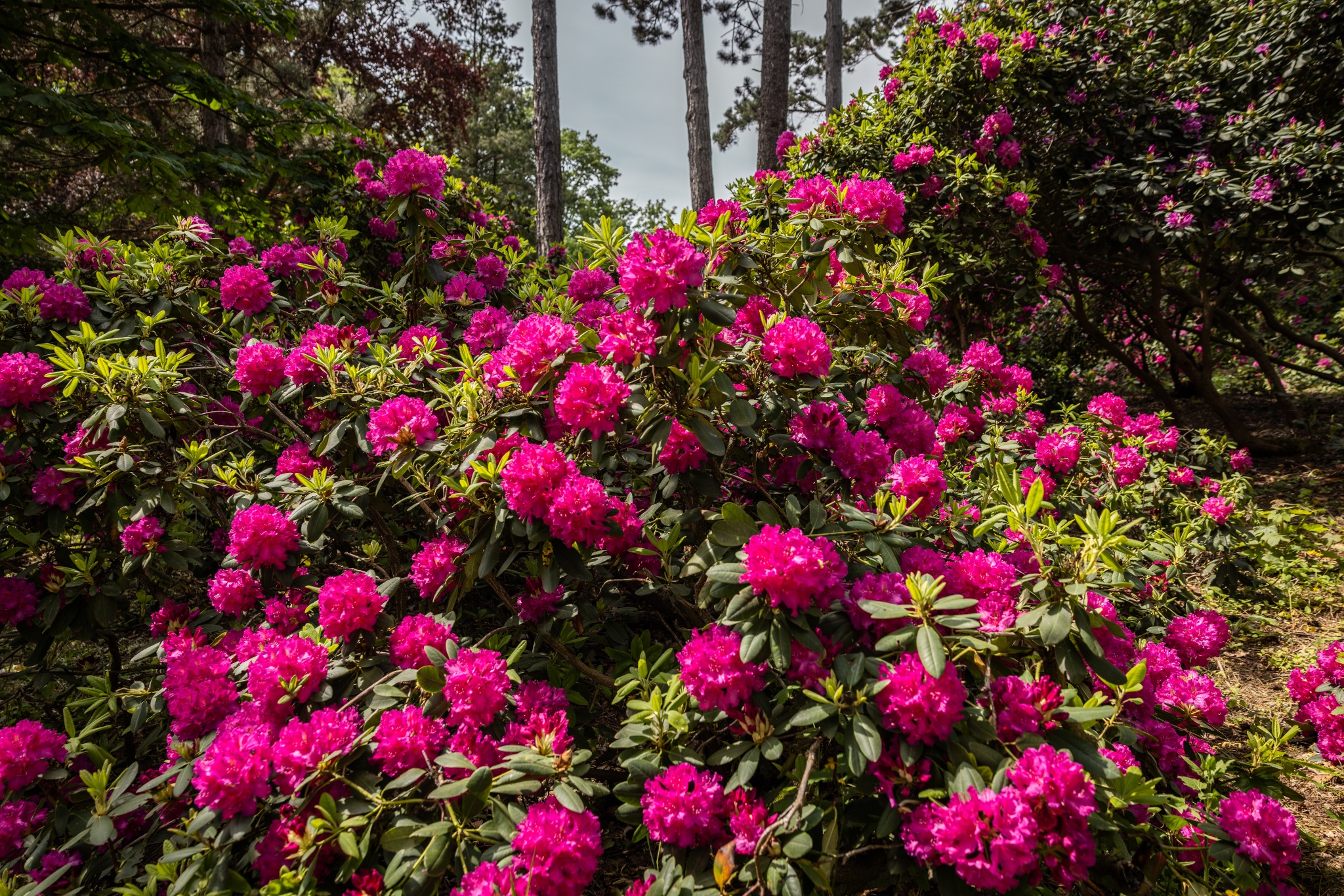 Rhododendronpark Hutberg – Motiv