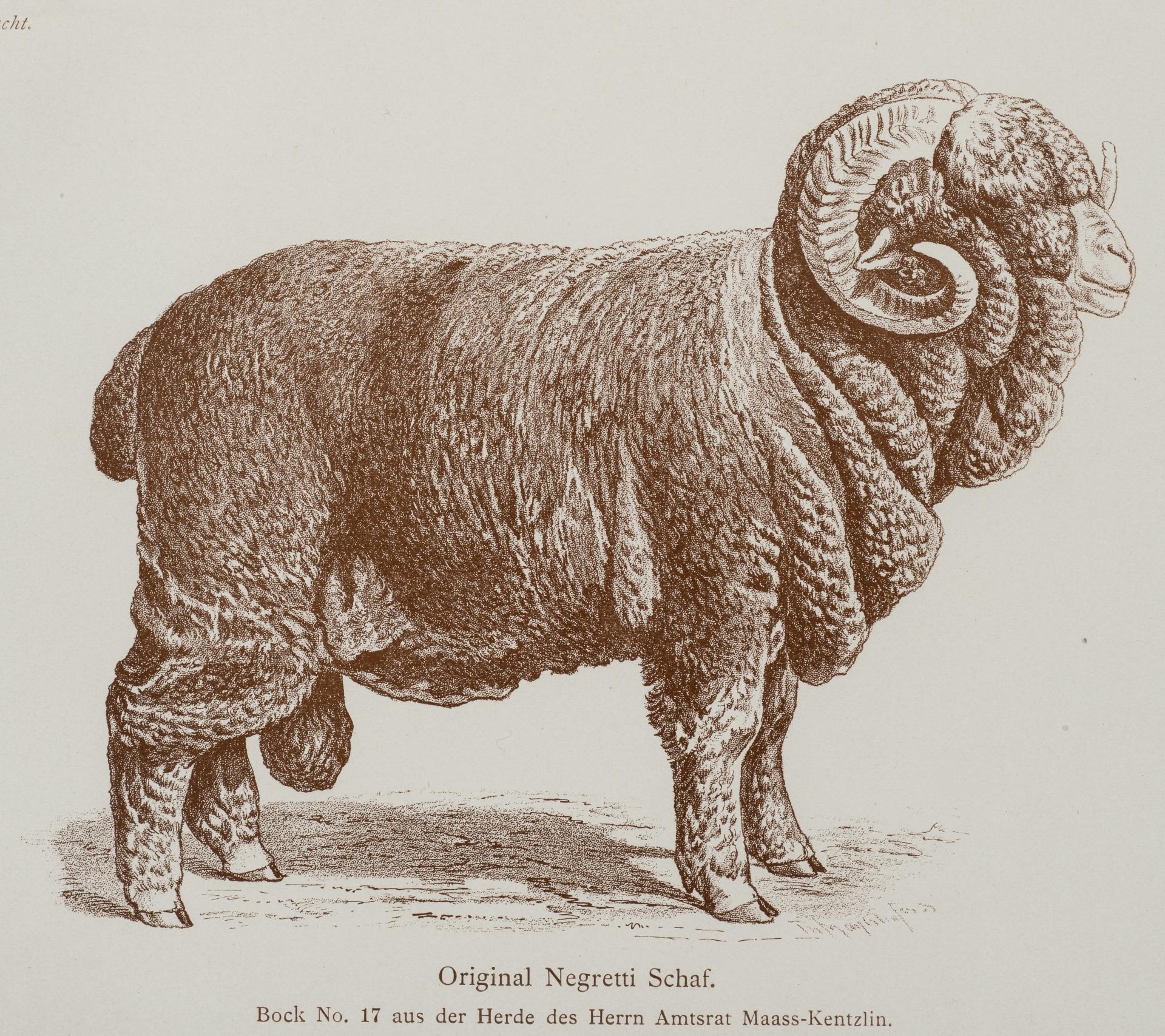 Negretti-Schafbock