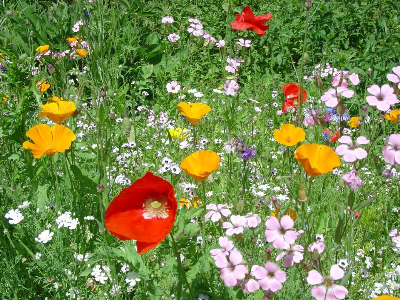 Sommerliche Lesung mit Sandra L&uuml;pkes