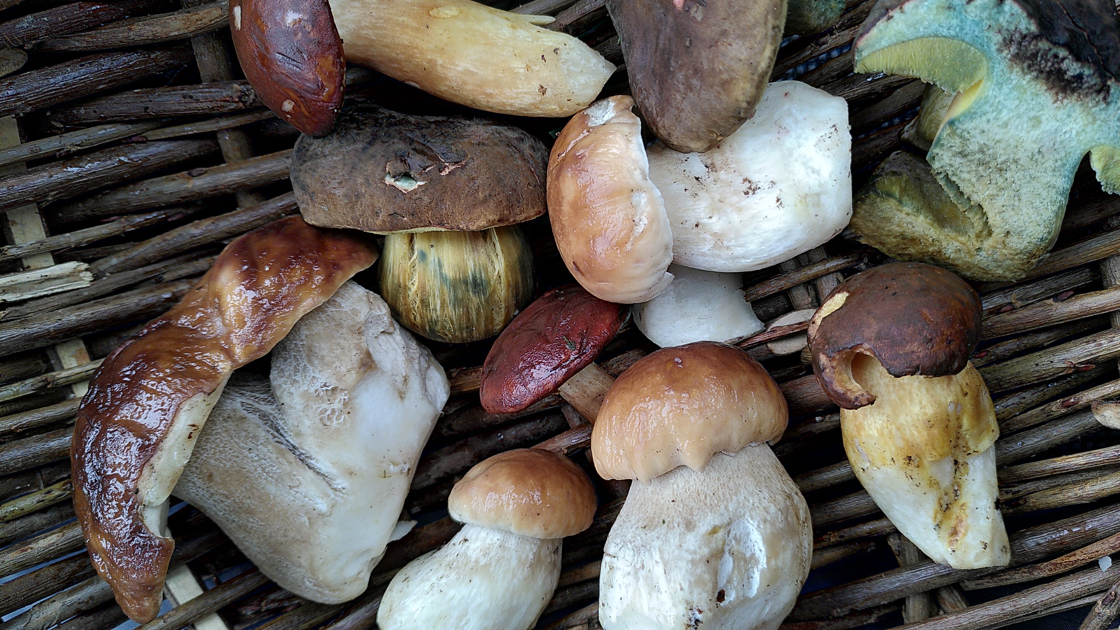 Pilze sammeln für Beginner – die Basics für die erste Pilztour