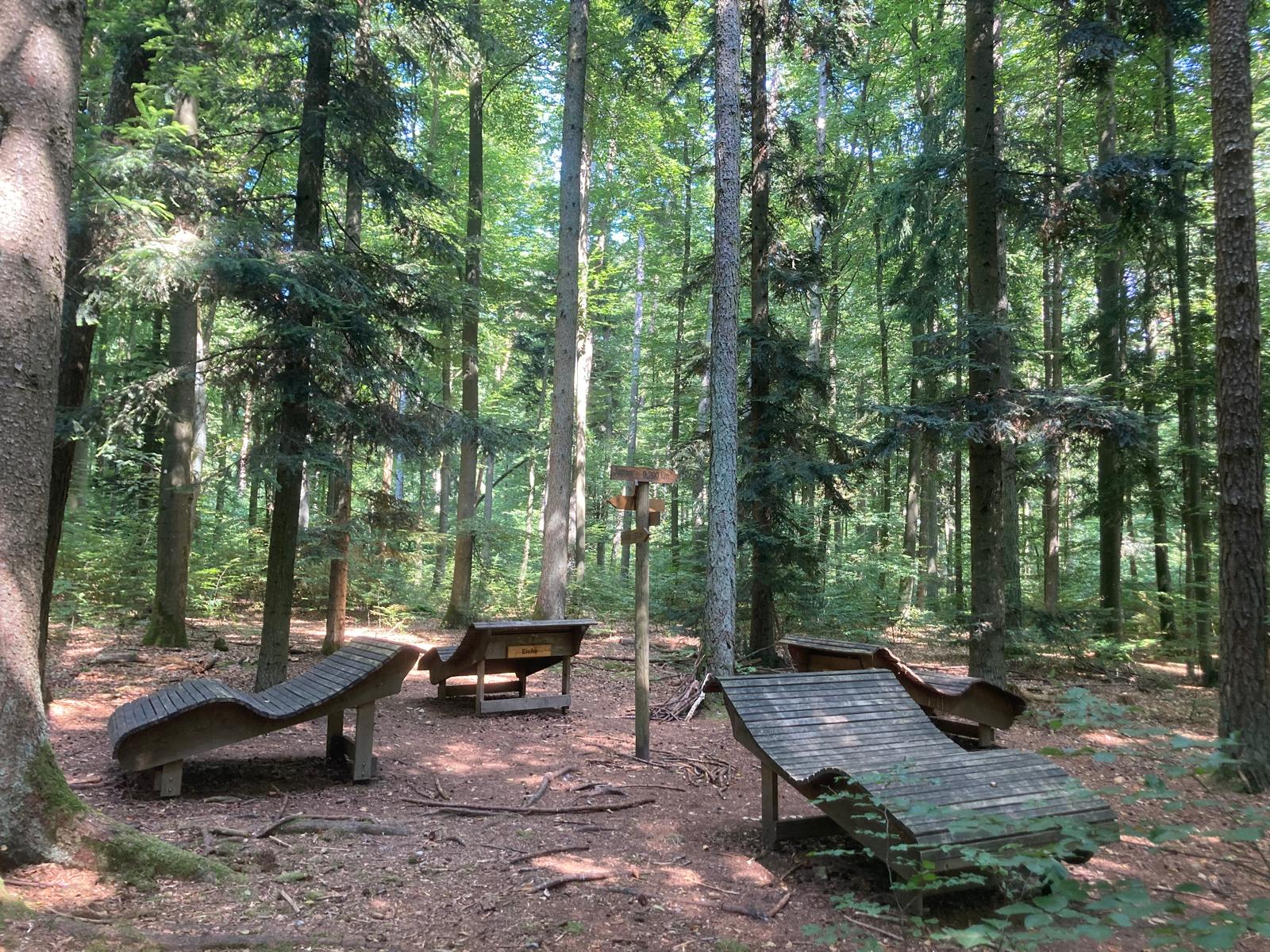 Bewusst SEIN: Stress verstehen – Gehirn beruhigen – Kraft aus dem Wald schöpfen