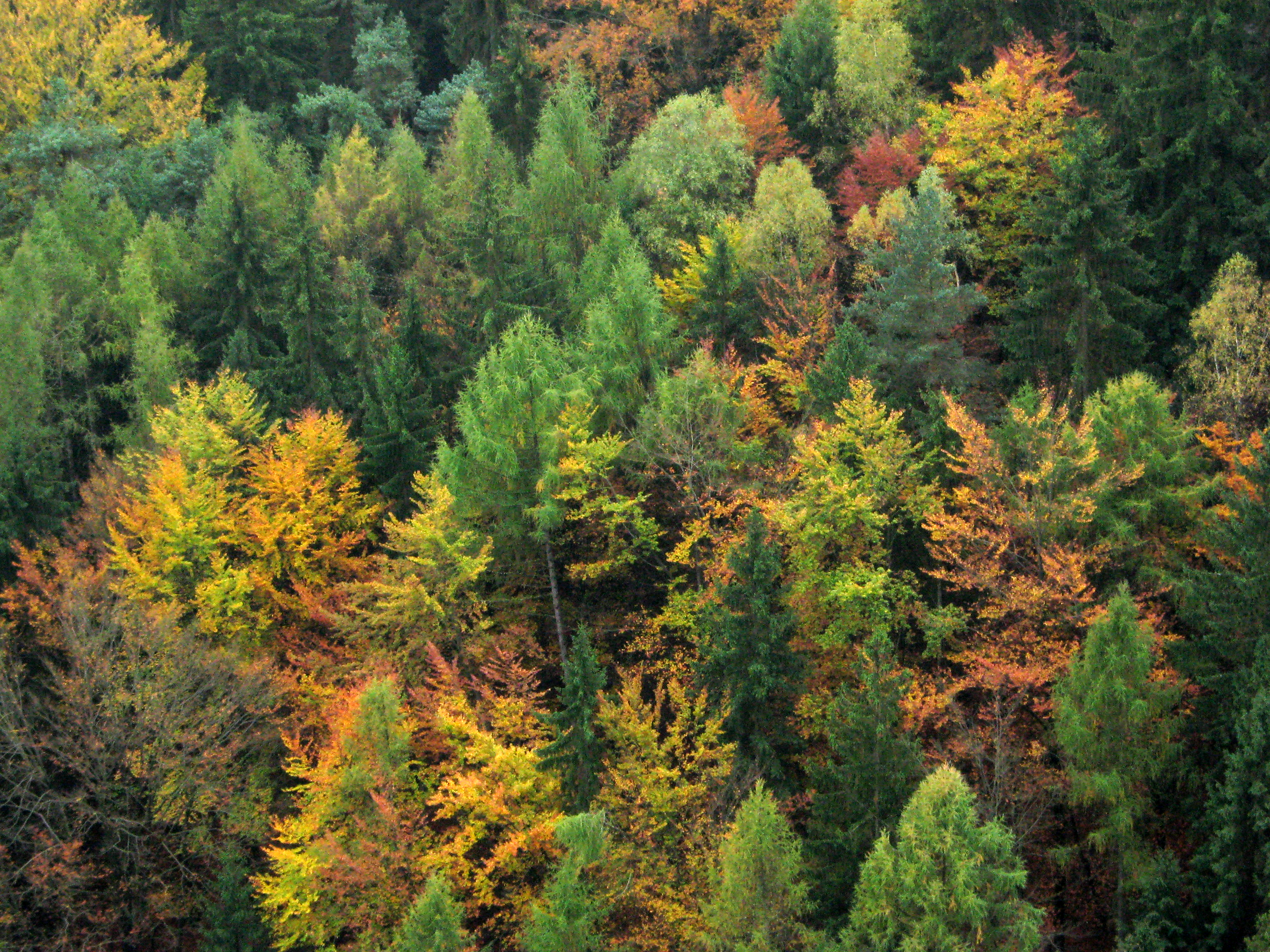 Naturkundliche Exkursion: Aktuelle Naturschutzmaßnahmen im naturgemäß bewirtschafteten Wald