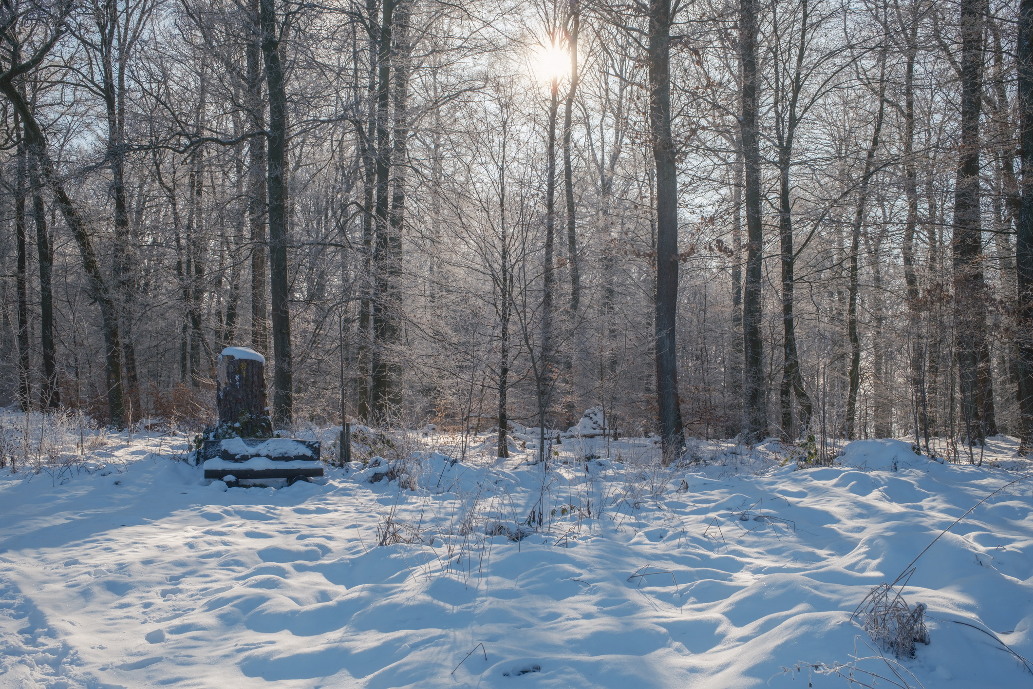 Literarischer Waldspaziergang im Winter als Jahresausklang zur Wintersonnenwende am Feuer in Lippoldshausen