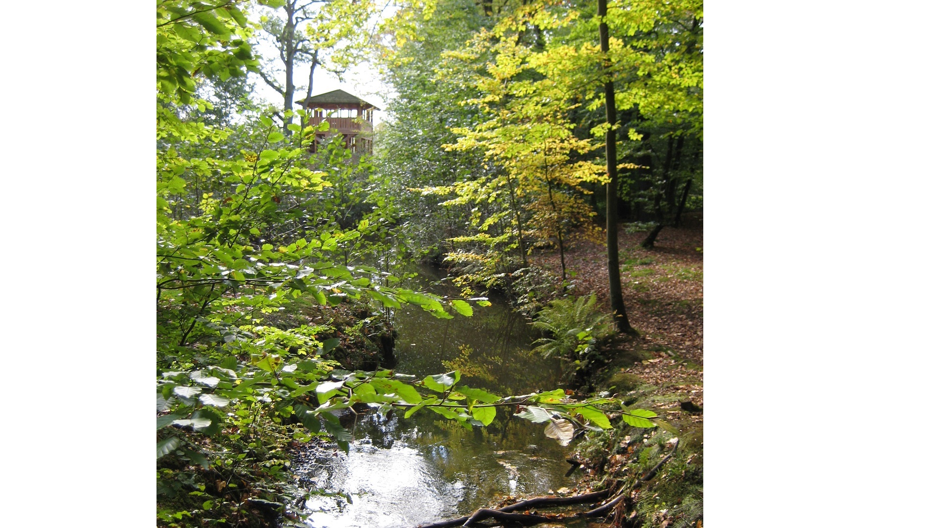 Aussichtsturm im Hasbruch