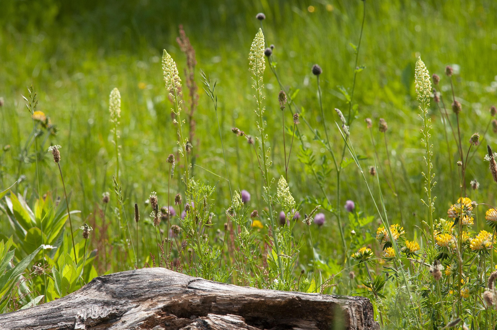 Naturkundlicher Vortrag im NationalparkZentrum Der Naturgarten im Winter – ein Paradies für Nützlinge!