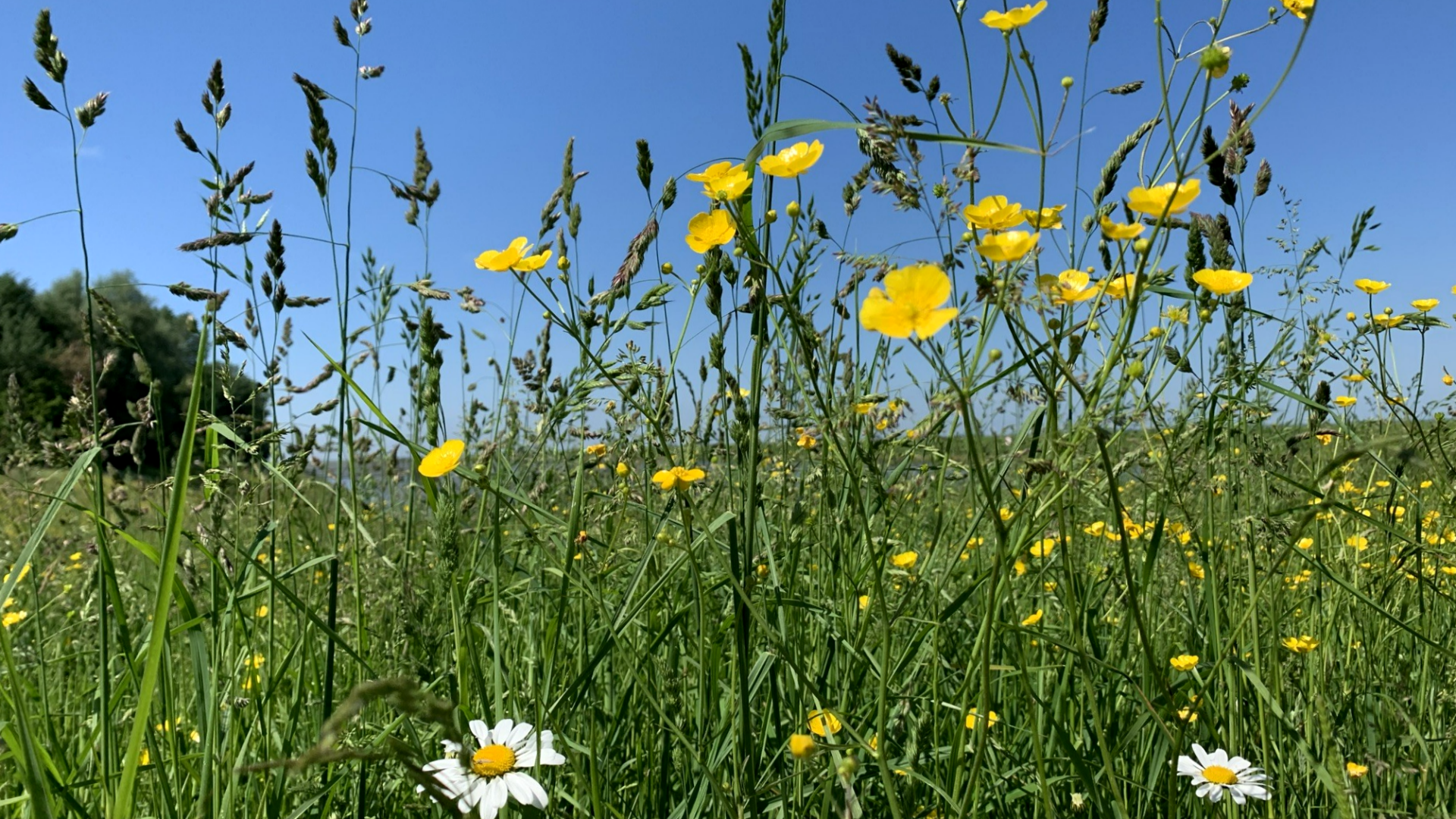Bucklapoteca - Kräuter und mehr