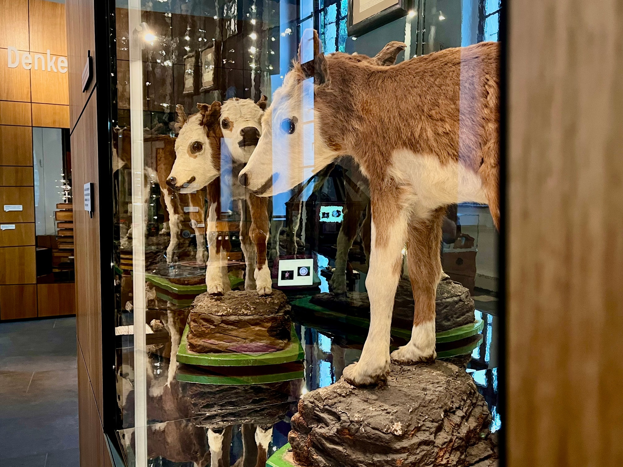 Museum – Naturalienkabinett Waldenburg – Motiv