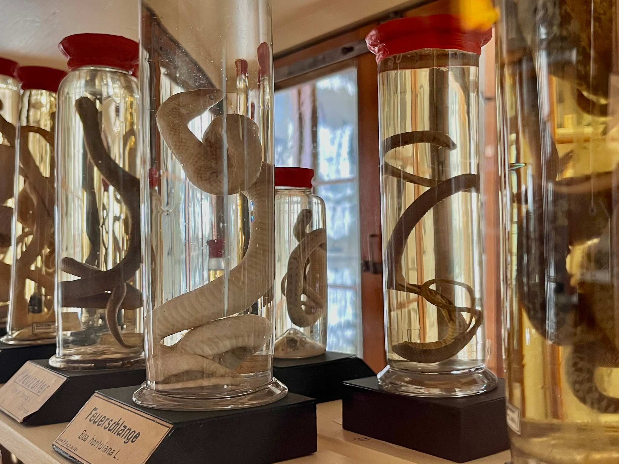Museum – Naturalienkabinett Waldenburg – Motiv