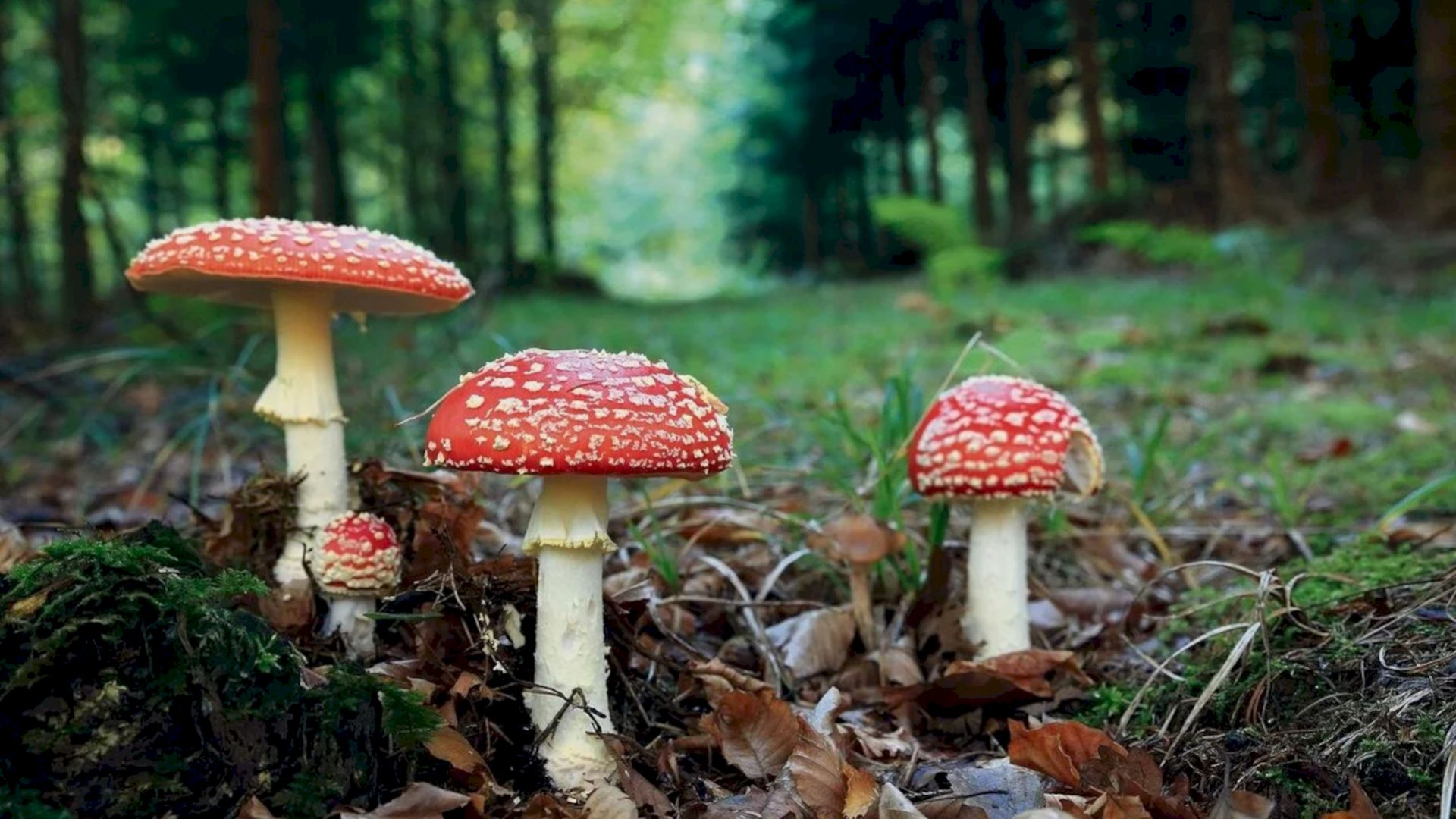 Der Wald im Herbst
