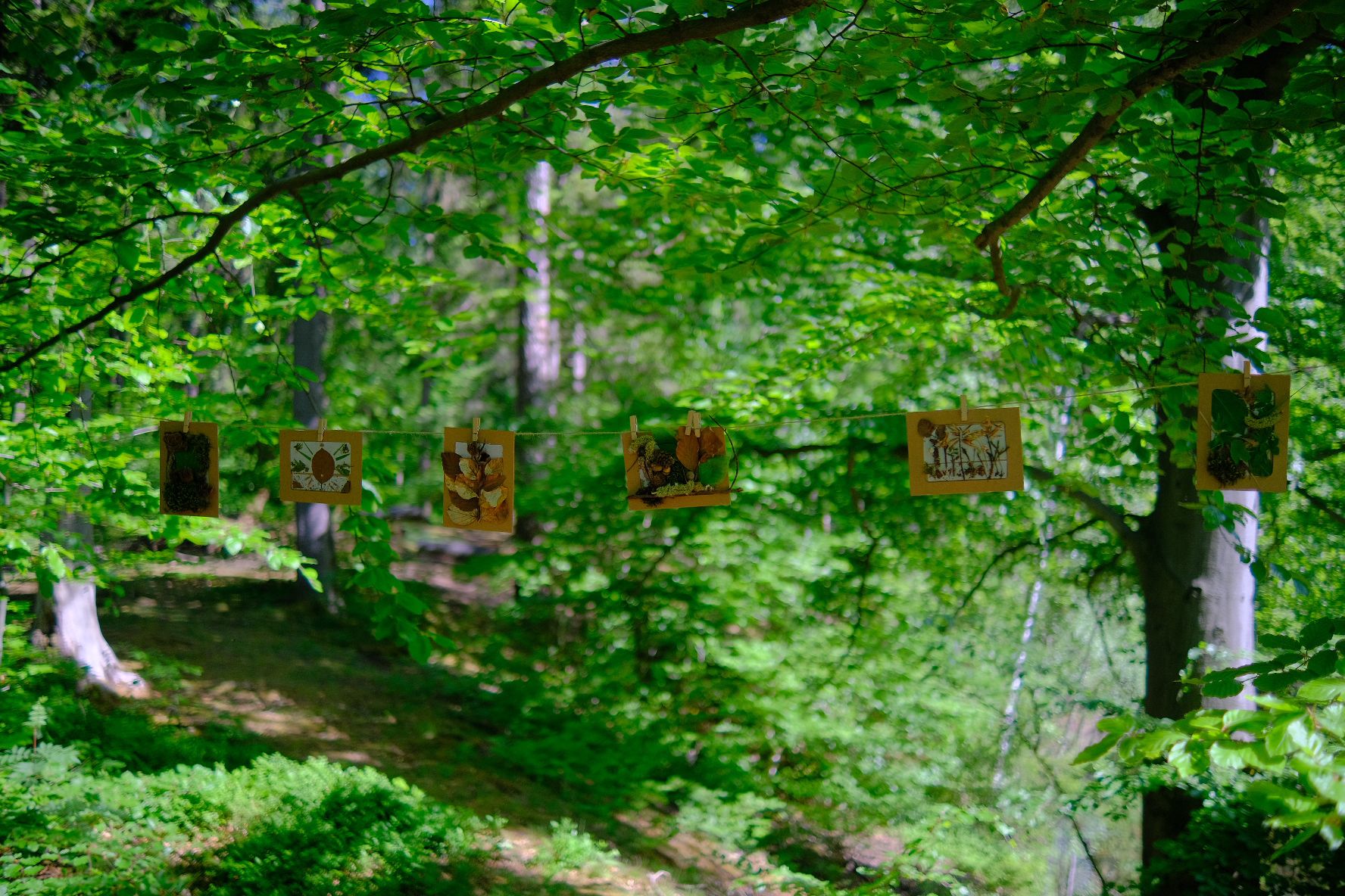 Wald & Kakao: Ein herzeröffnender Nachmittag in der Natur