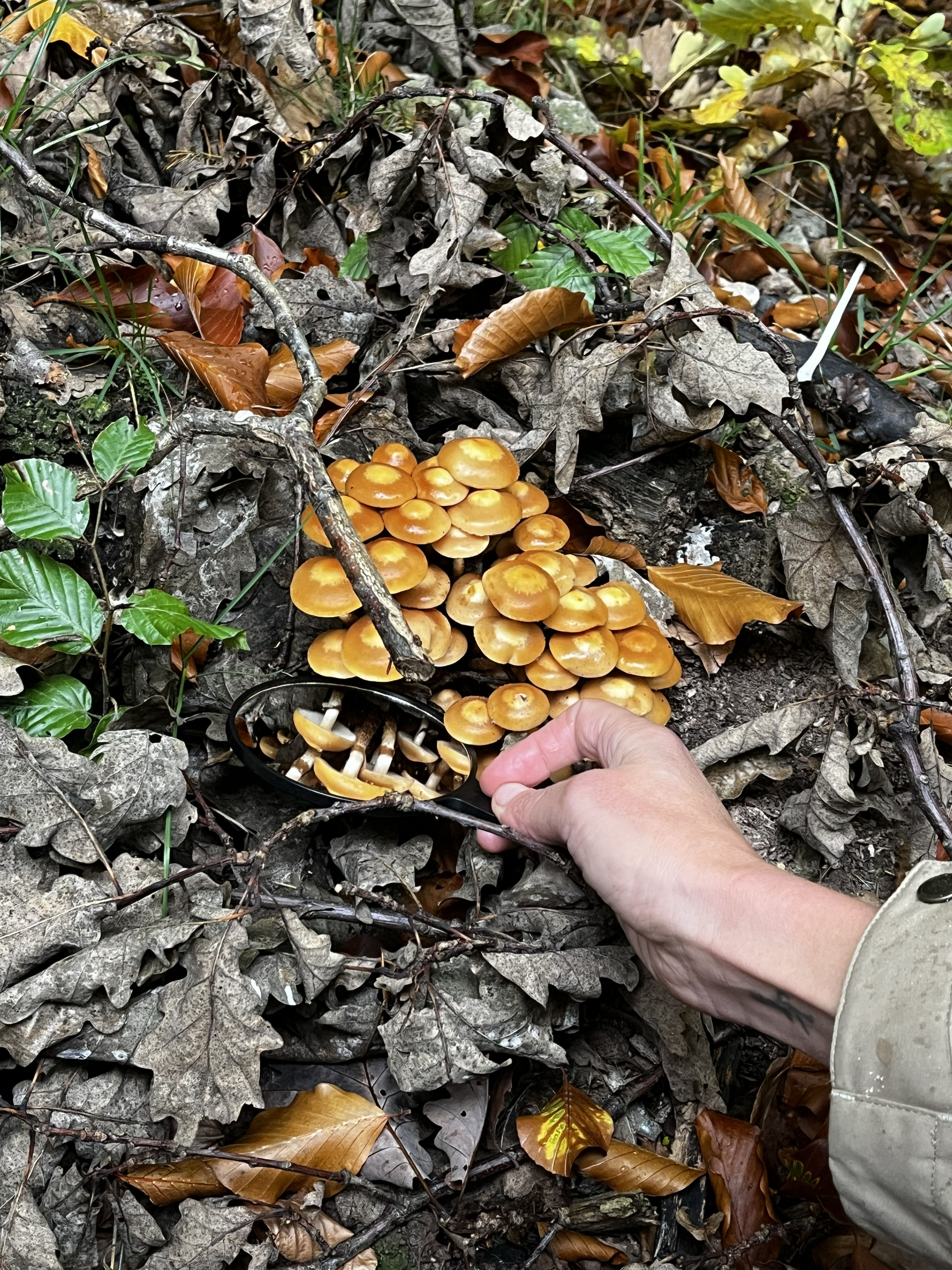 Pilzlehrwanderung in Blankenburg - Pilze bestimmen lernen im Harz