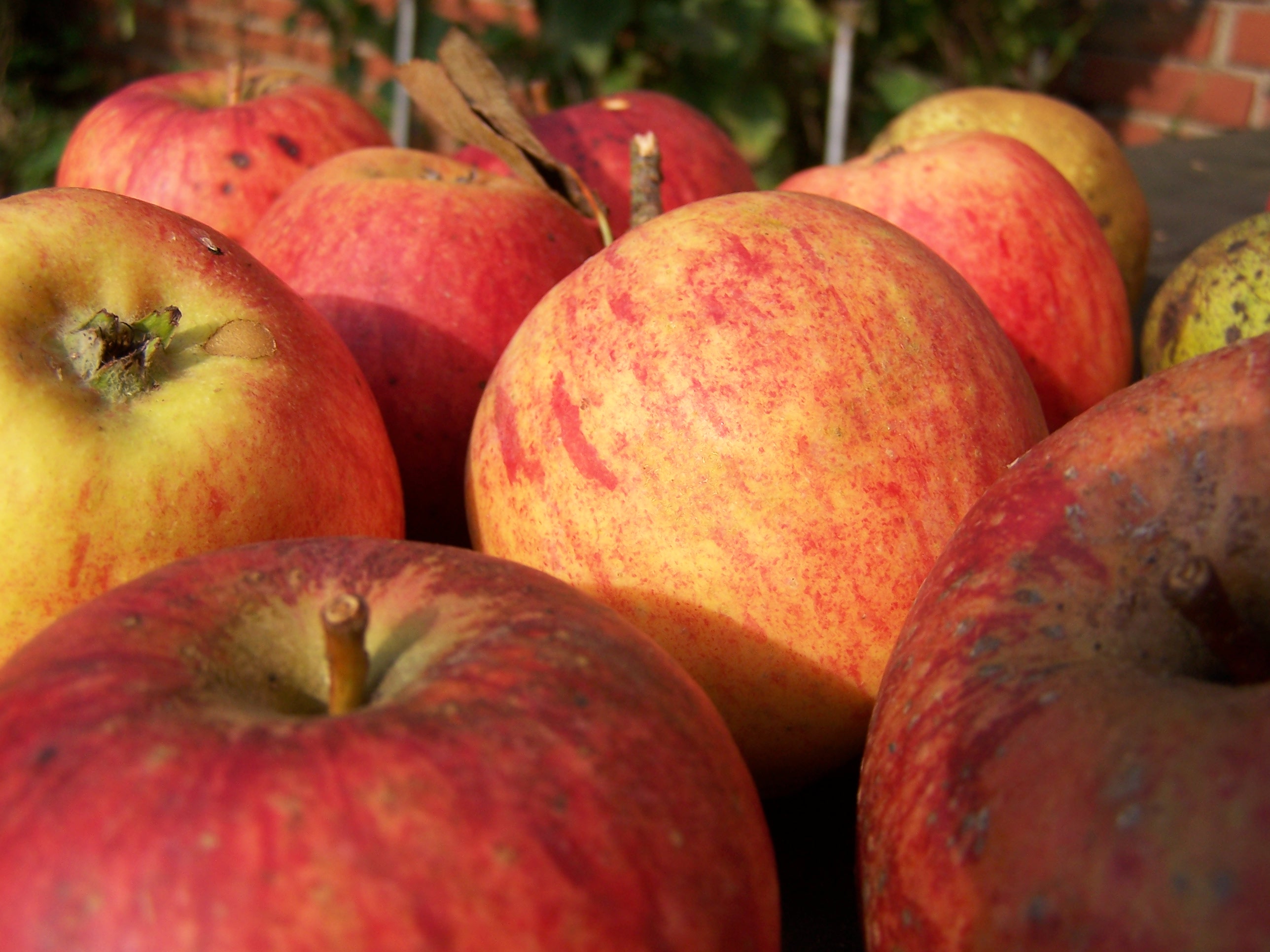 Zwischen Streuobst, Wildbienen und Apfelsaft