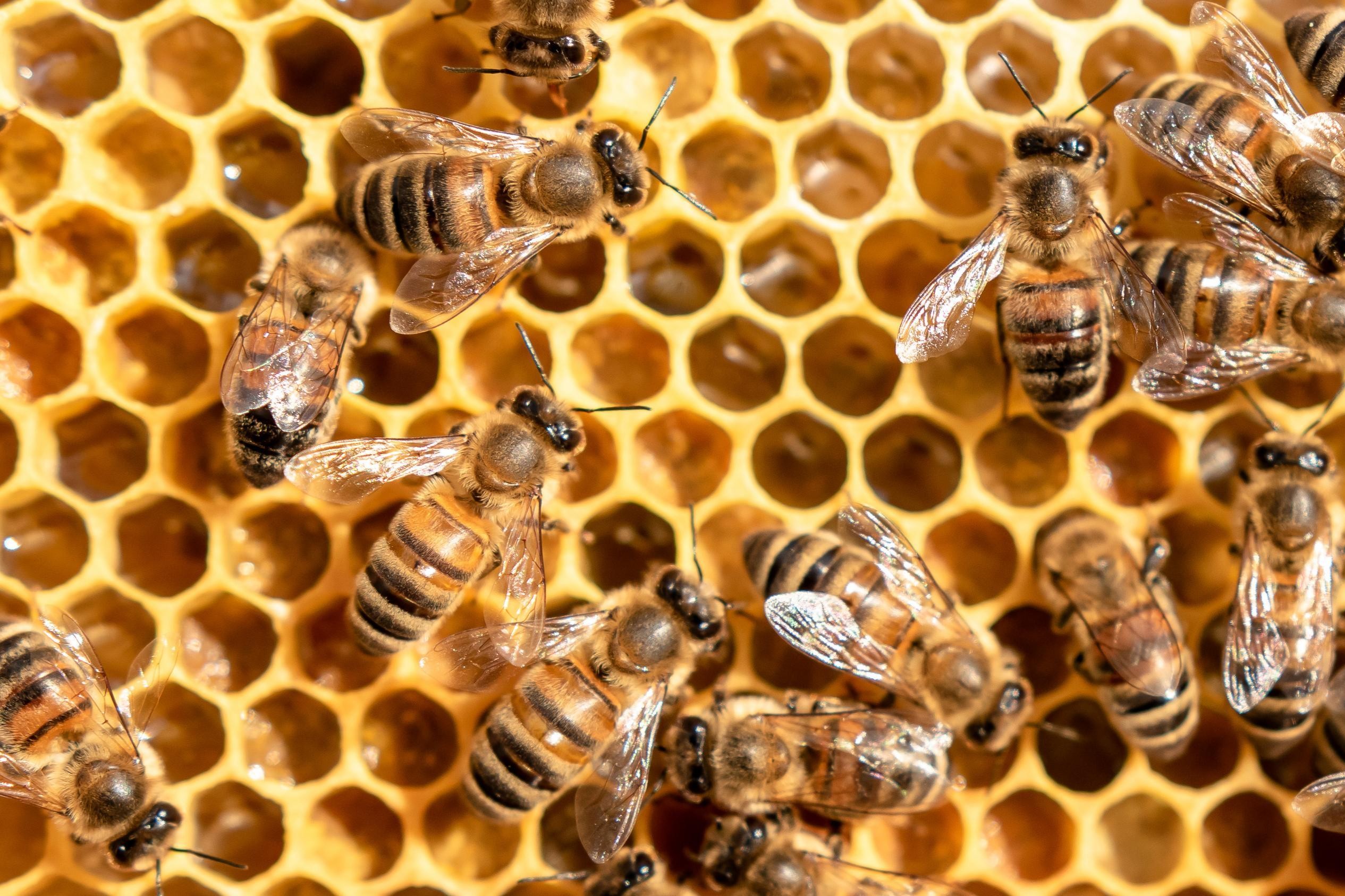 Von der Wabe zum Licht - Arbeiten mit Bienenwachs