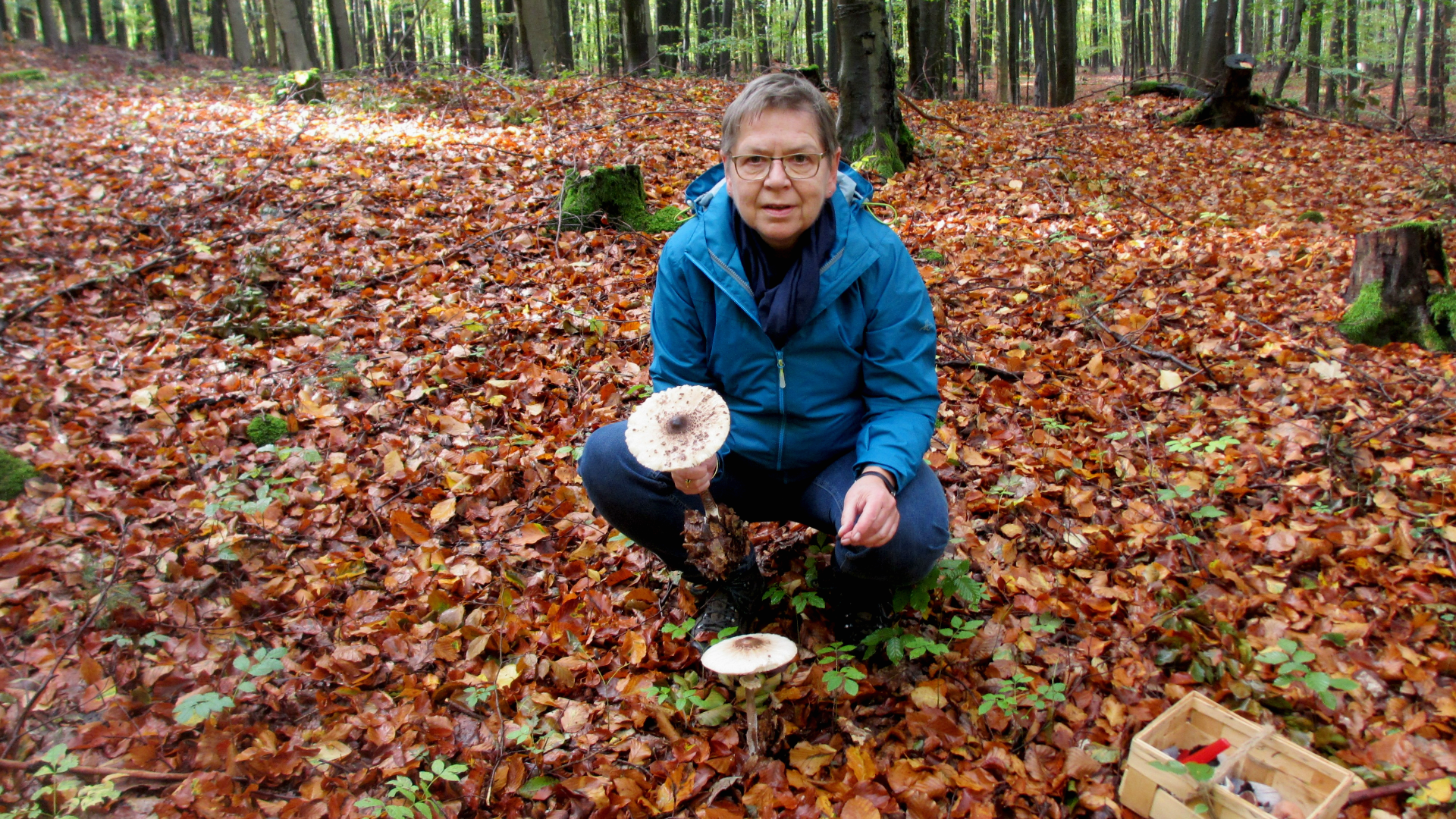 Auf die Pilze-fertig-los! - Tagesseminar