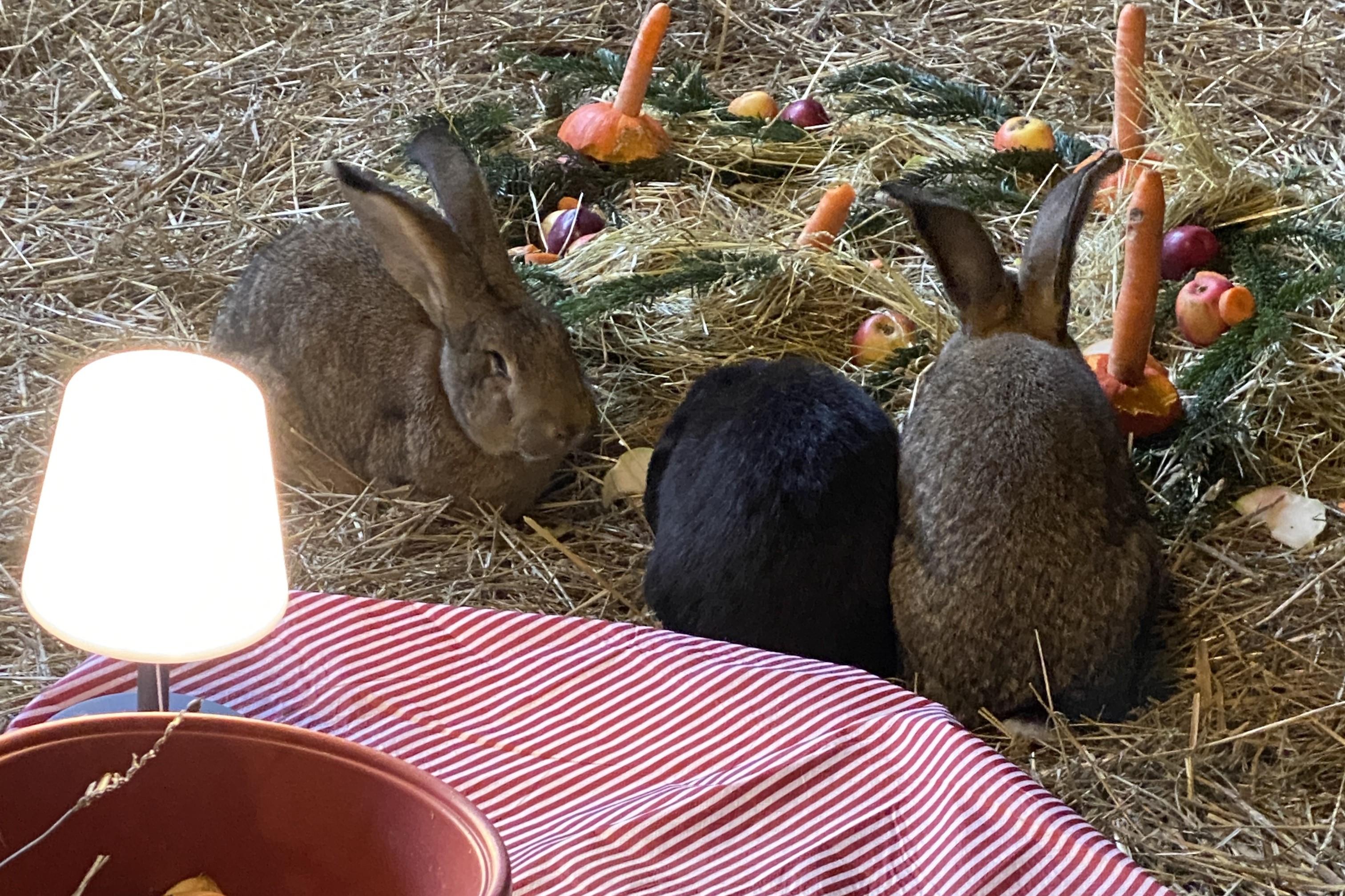 Weihnachten im Stall