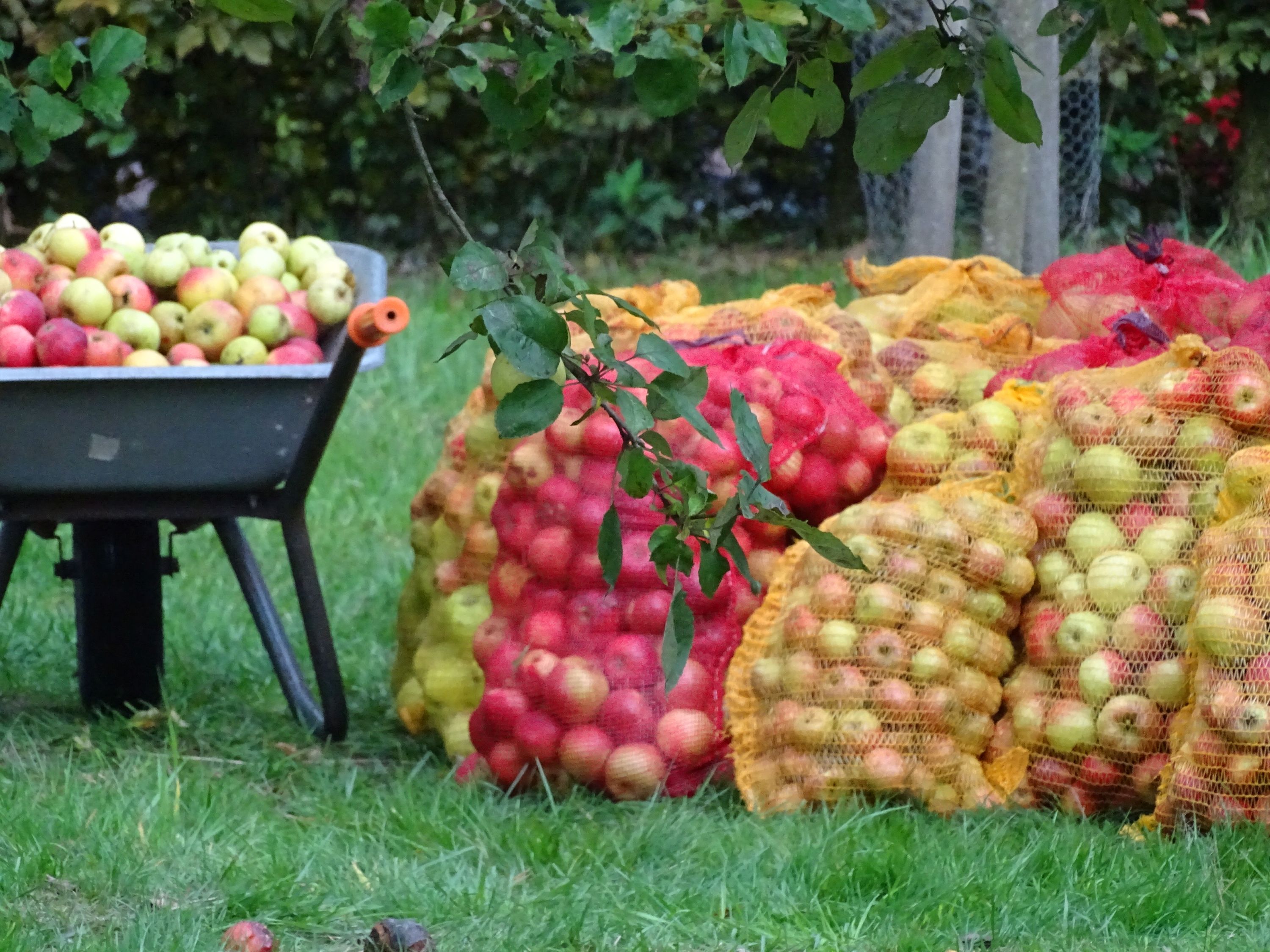 Apfelerntetag in Breidings Garten Soltau